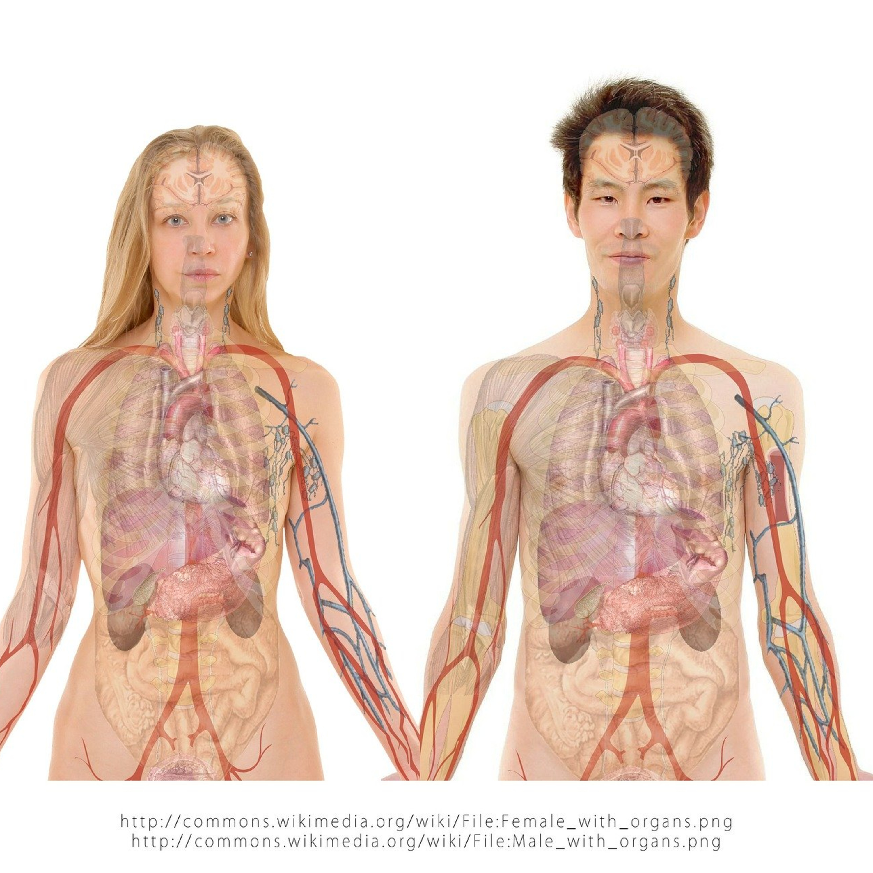 ANATOMY-PHYSIOLOGY-ENERGY & MIND -- BY: SACHIN J. KARNIK (ENERGY & PERSONAL EXCELLENCE, LLC) PHONE: 302-268-4480