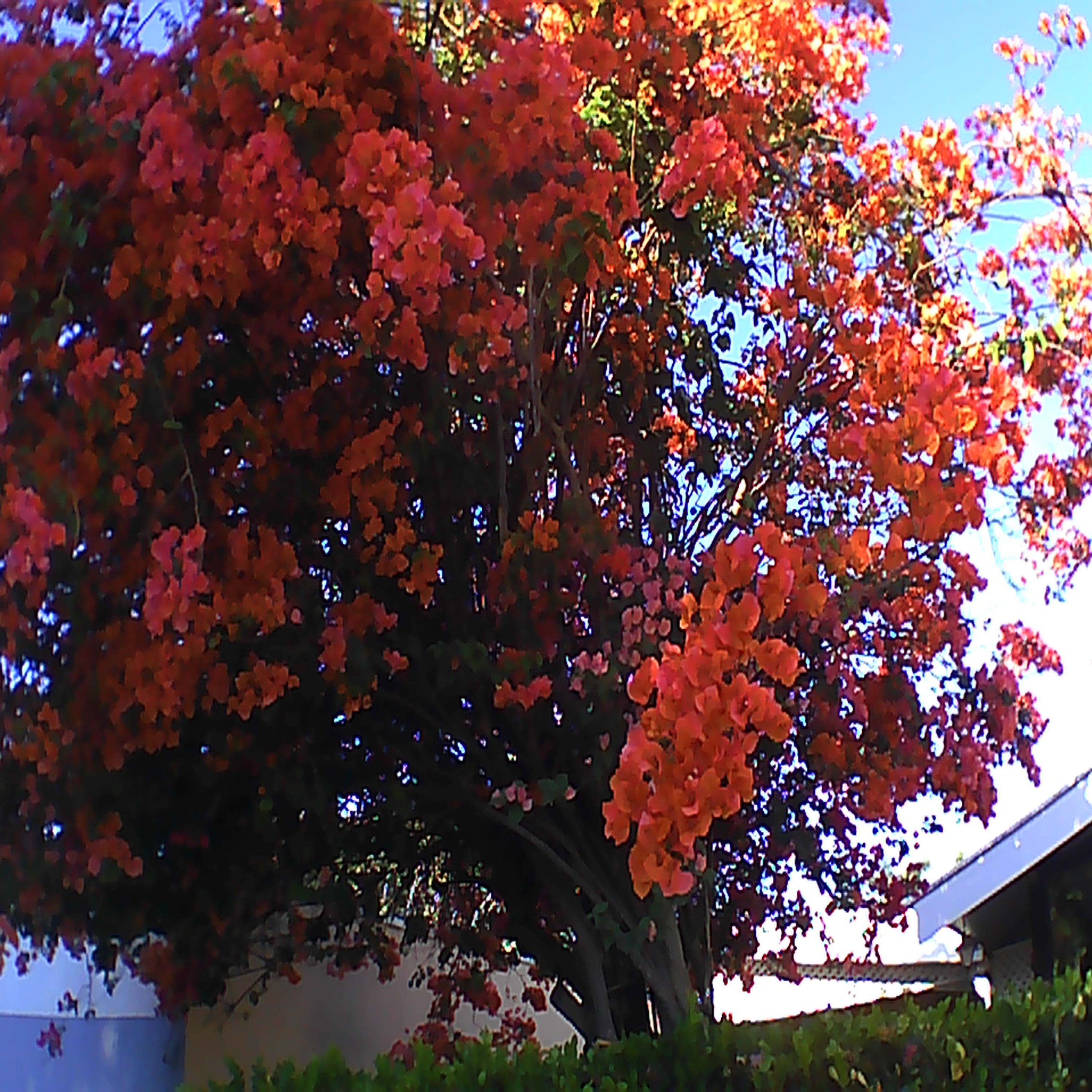 flores de ferro