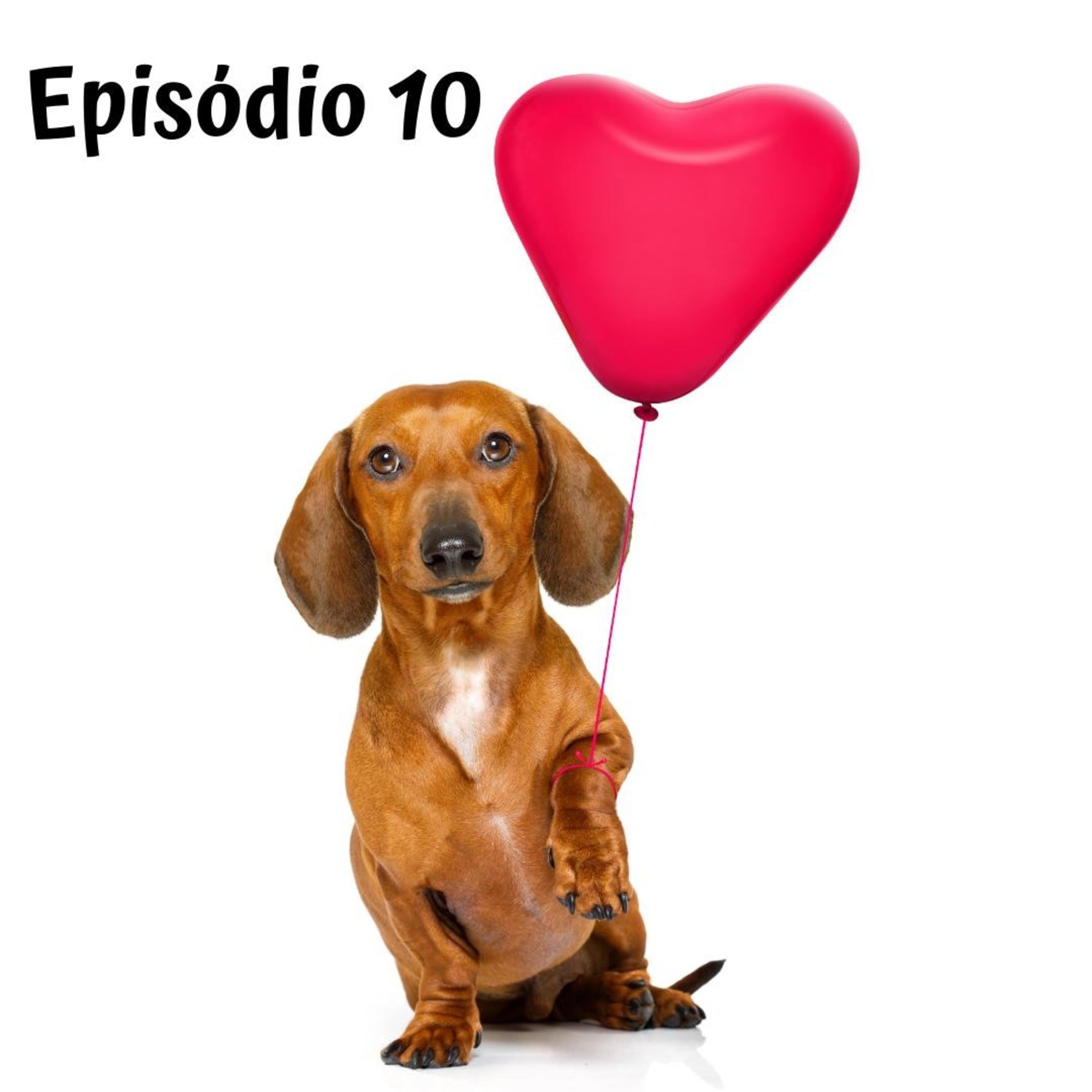 Cães sentem emoções? episode artwork