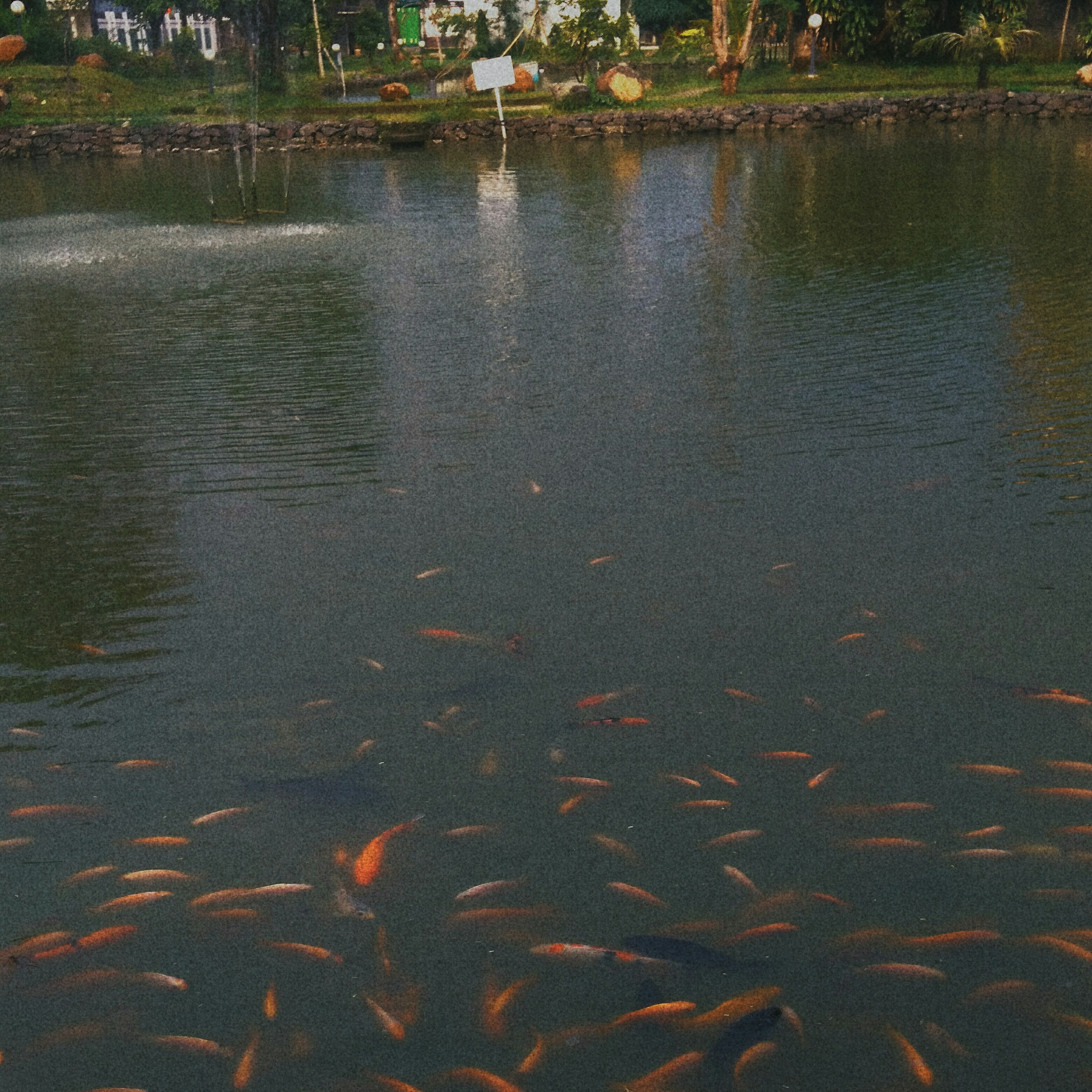 Berenang dan menemukan episode artwork
