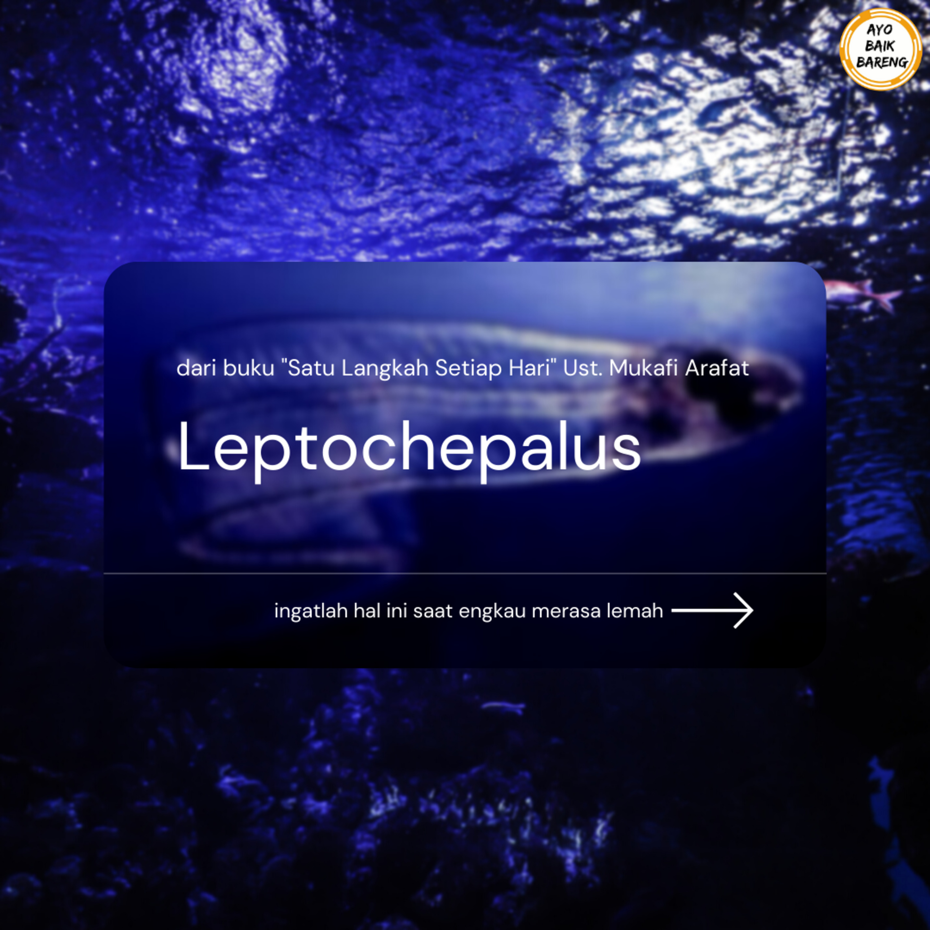 🎧 [5 November] | Leptocephalus episode artwork