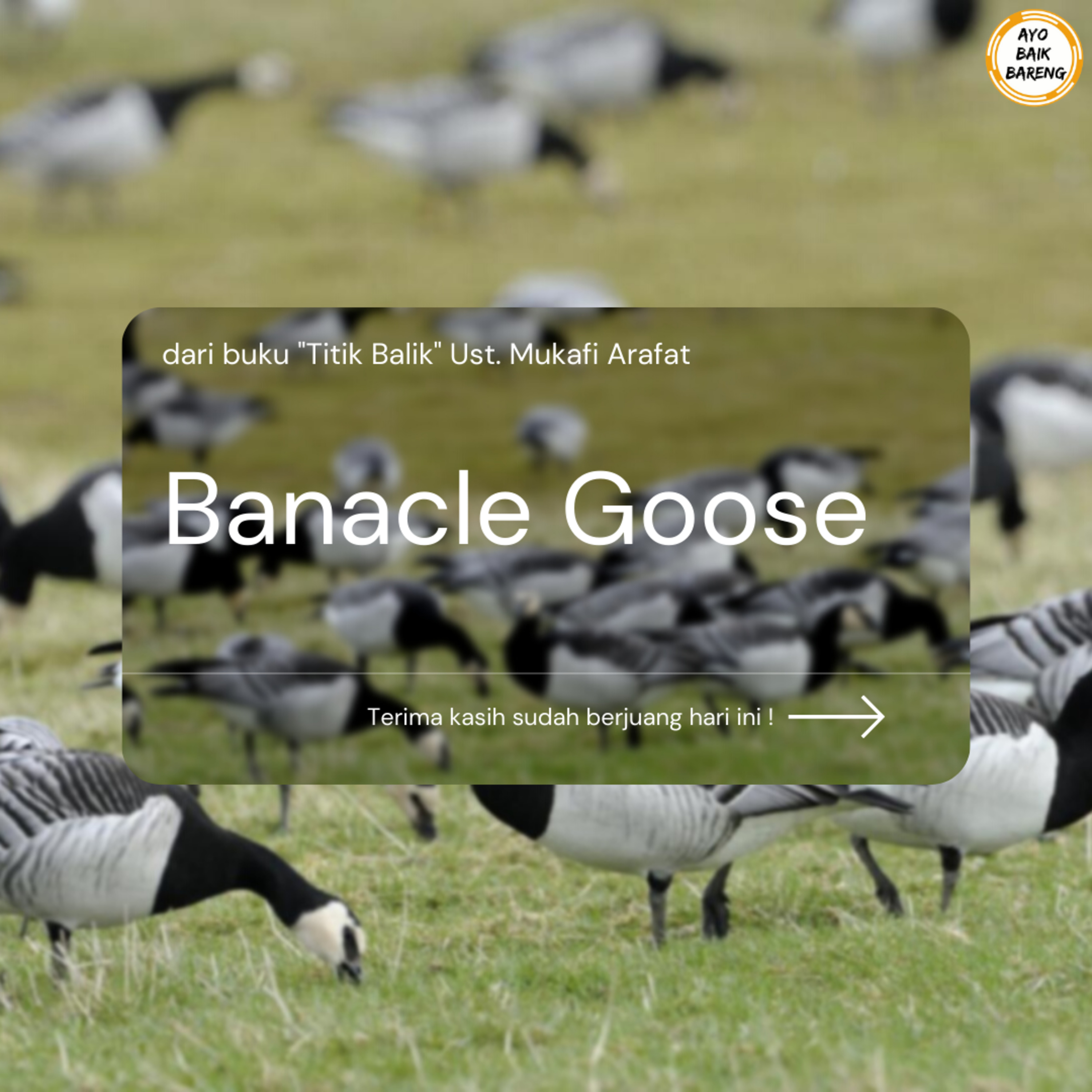 🎧 [9 November] | Banacle Goose episode artwork
