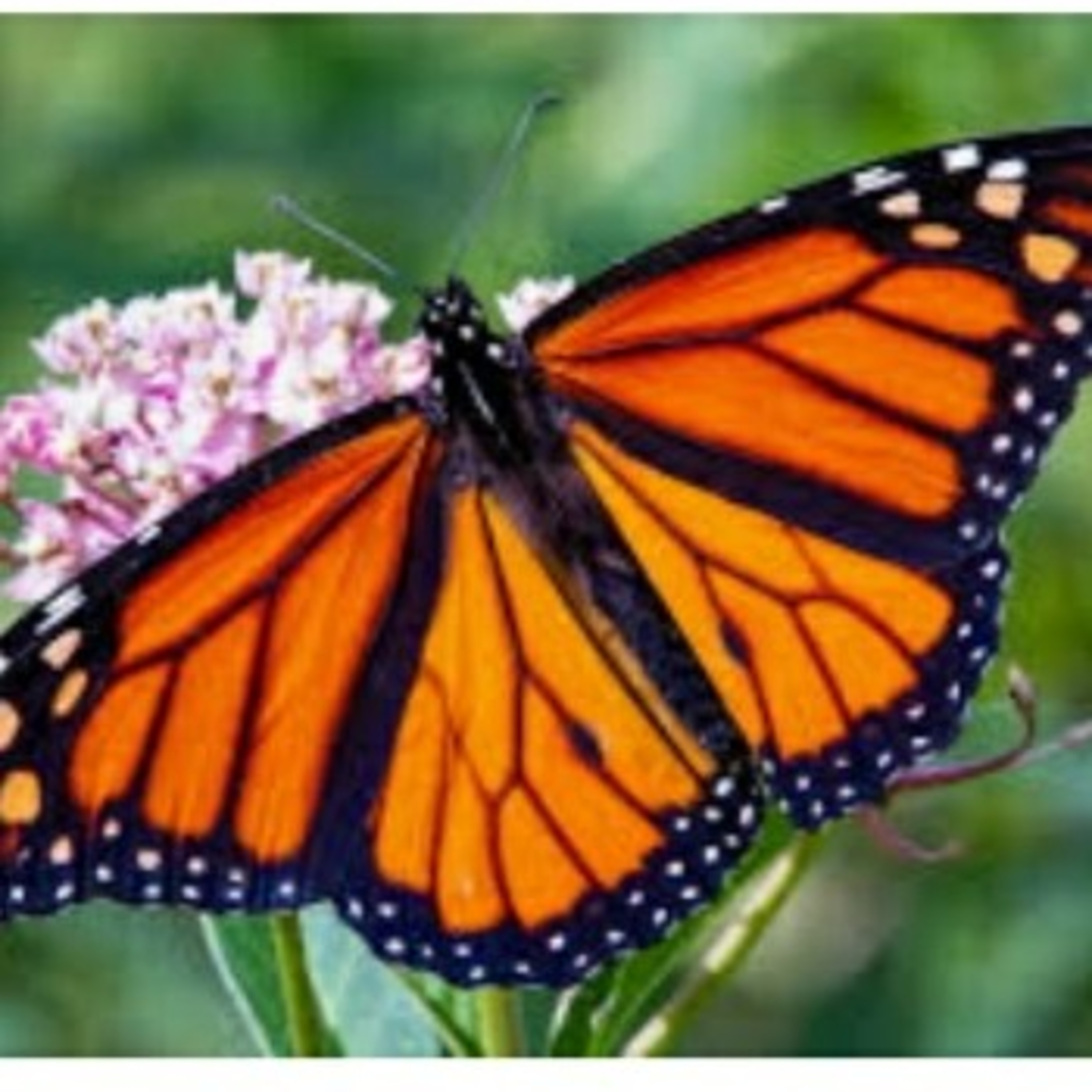 TADPOLE KADHAIGAL By Kanagadhara