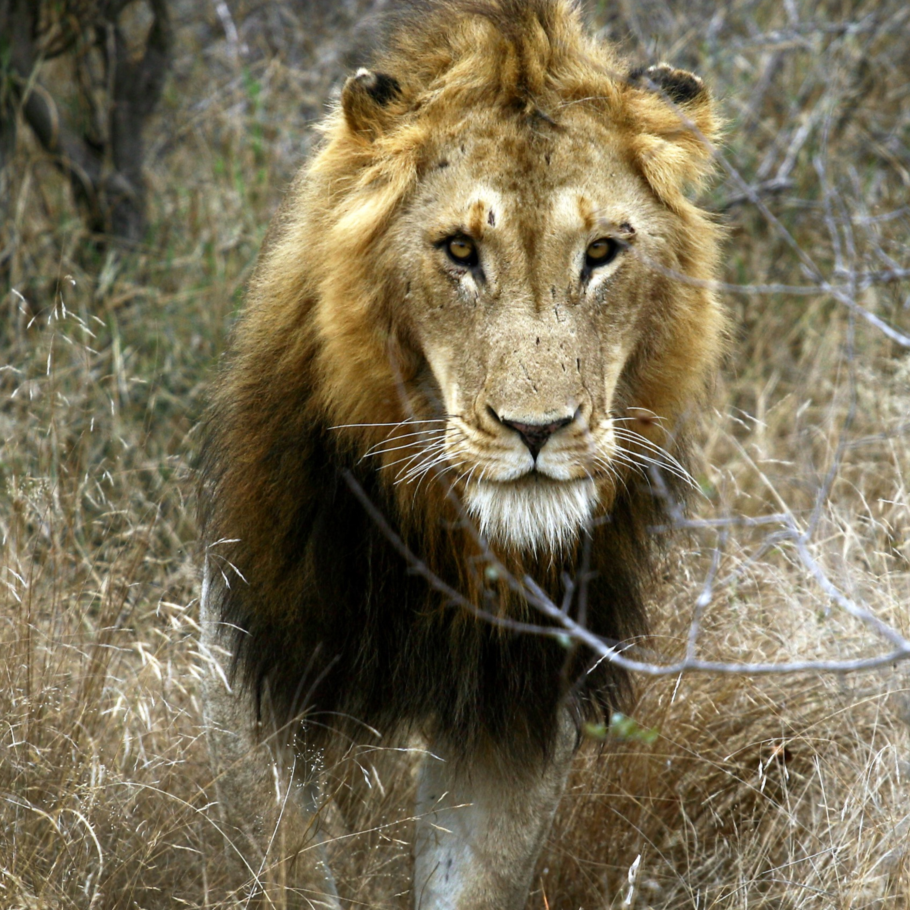 #01 In der puren Wildnis – Kruger Nationalpark, Südafrika episode artwork