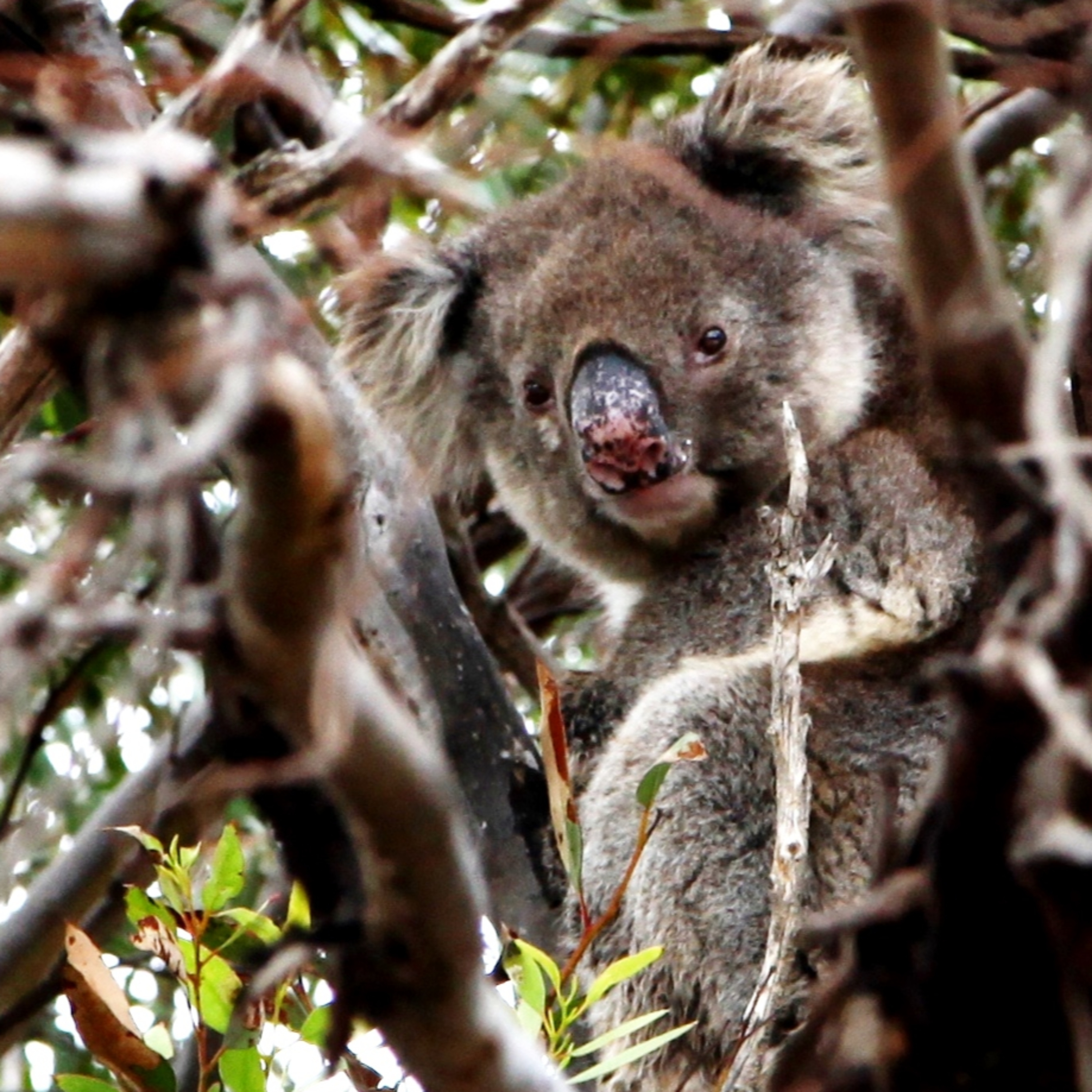 #02 Wie sich ein Koala anfühlt – Kangaroo Island, Australien episode artwork
