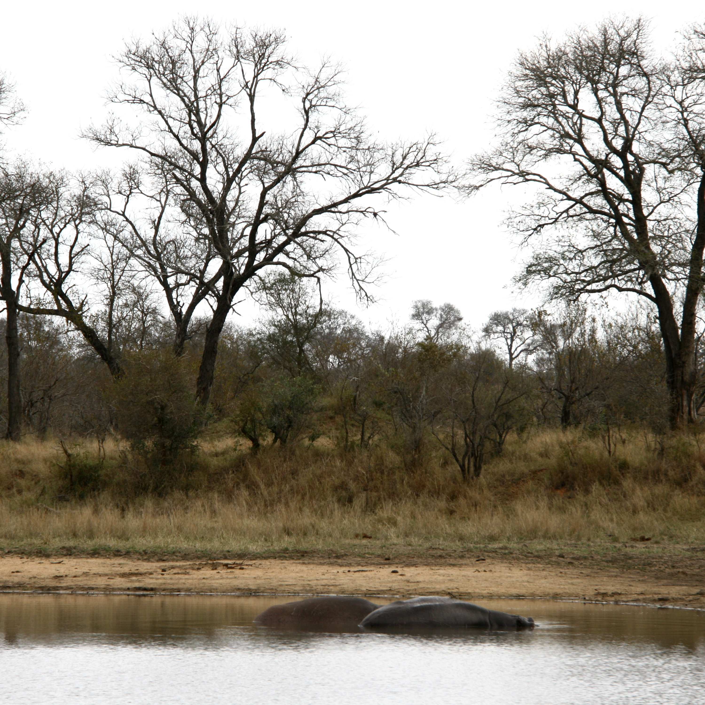 #12 Warum man in einem Park voller wilder Tiere nicht aus dem Wagen steigen sollte – Kruger-Nationalpark, Südafrika episode artwork