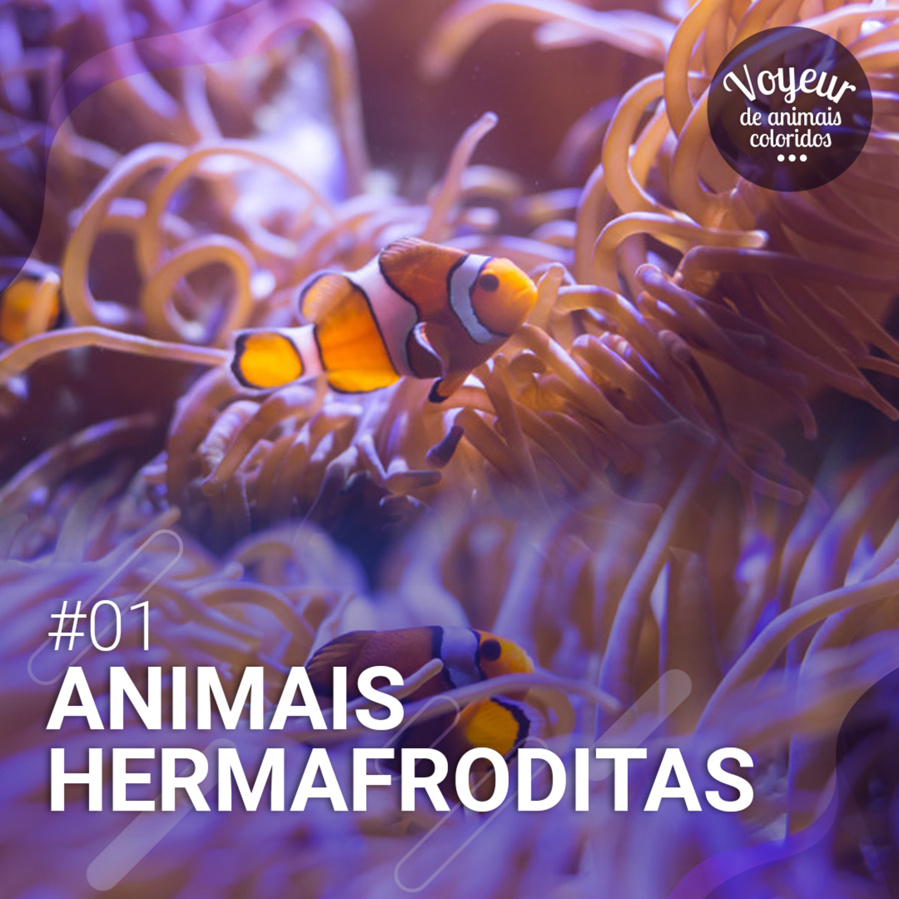 Voyeur de Animais Coloridos