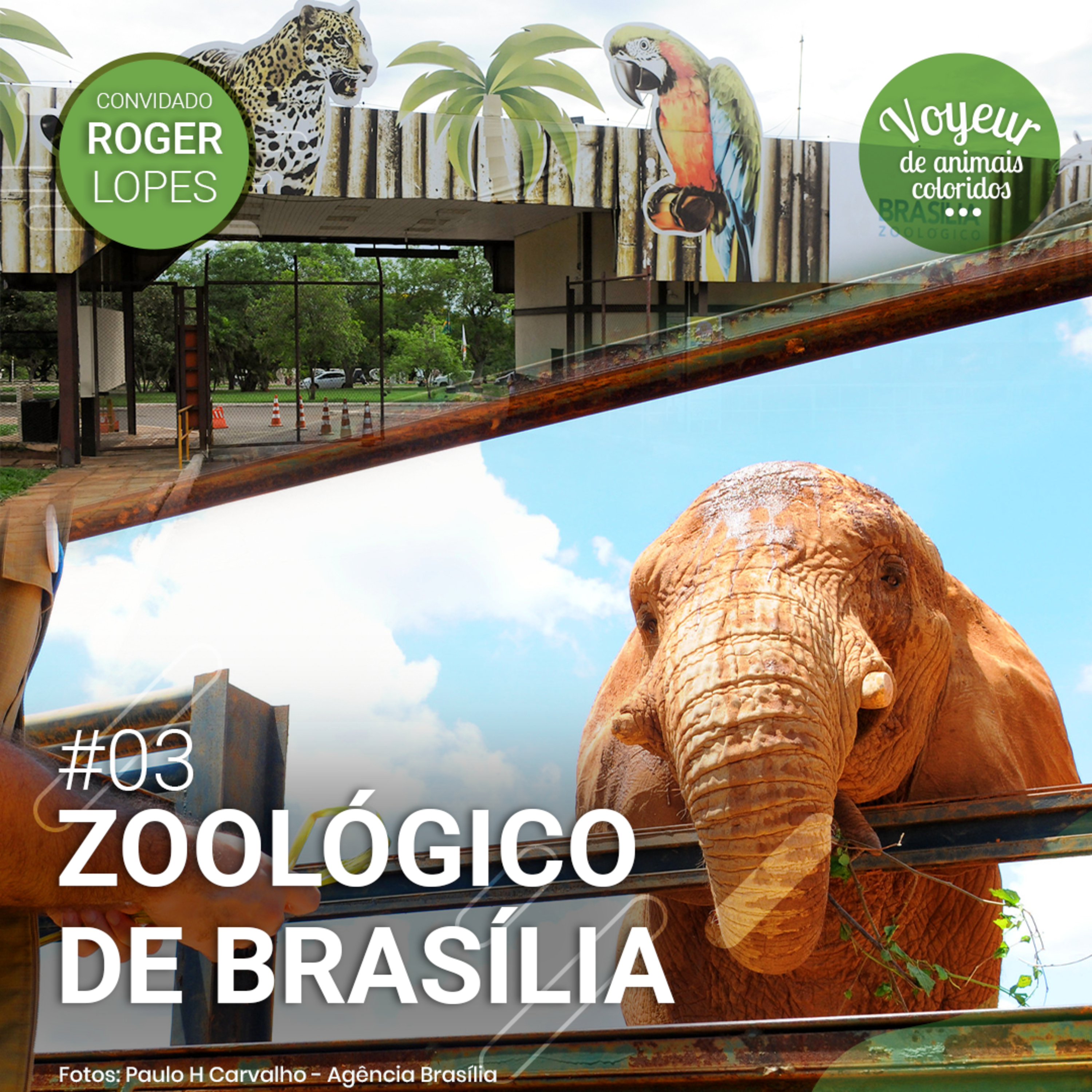 Voyeur de Animais Coloridos