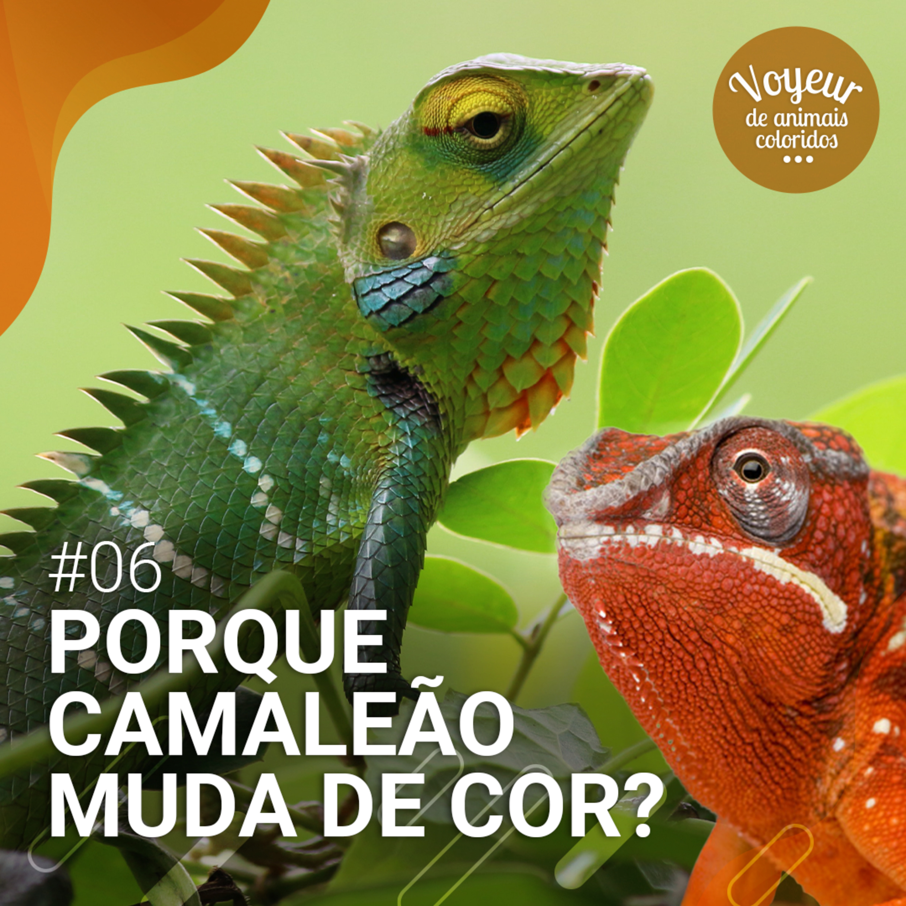 Voyeur de Animais Coloridos