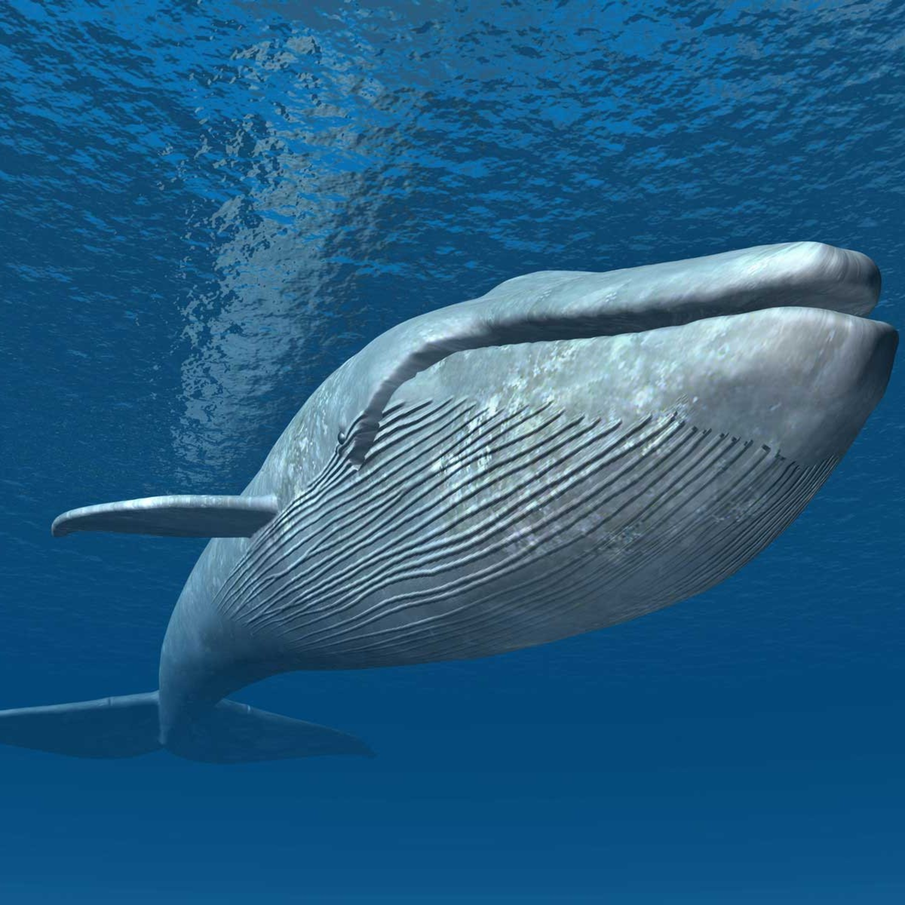 The Blue Whale Challenge Horror Story 😱 🐳 episode artwork