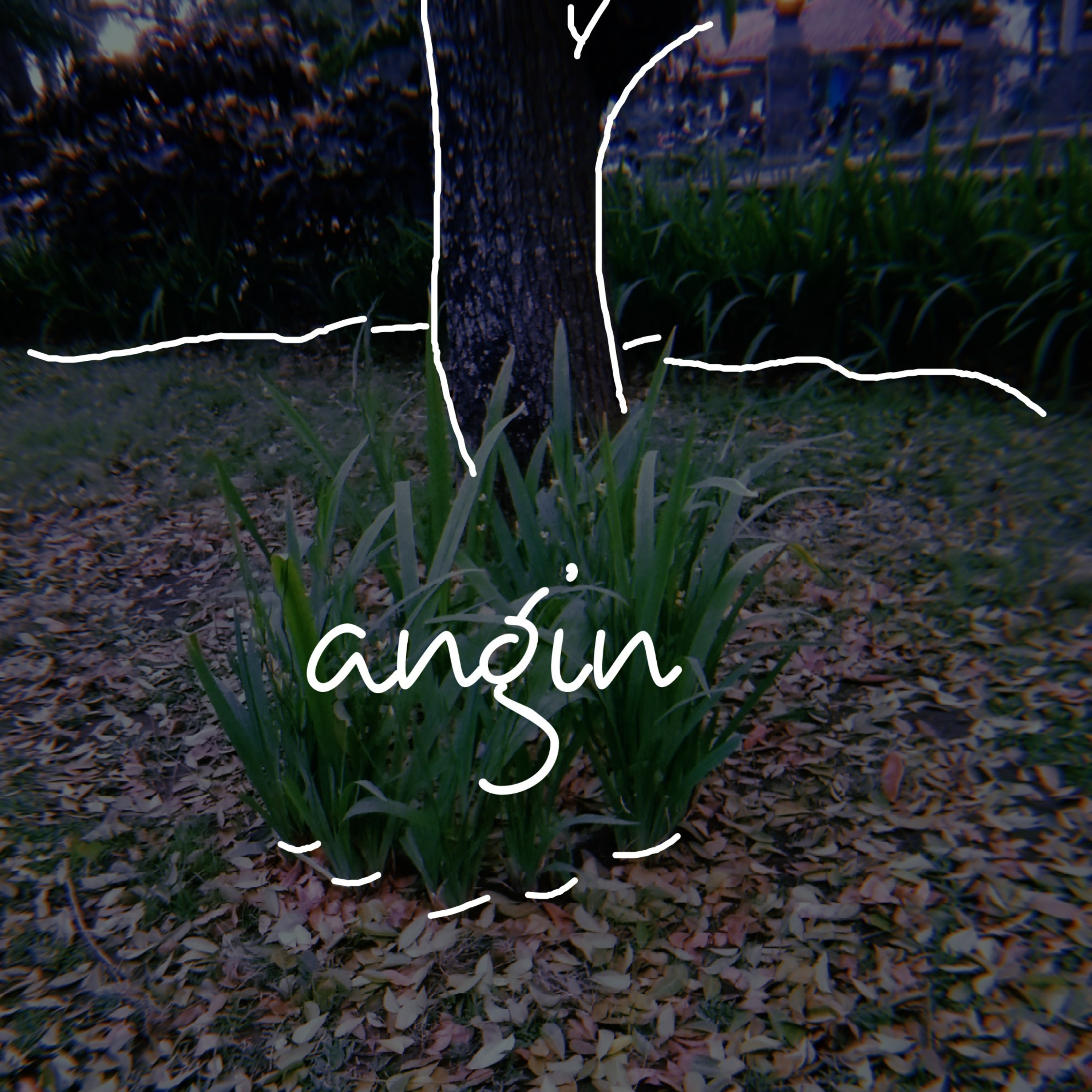 Aroma Renjana