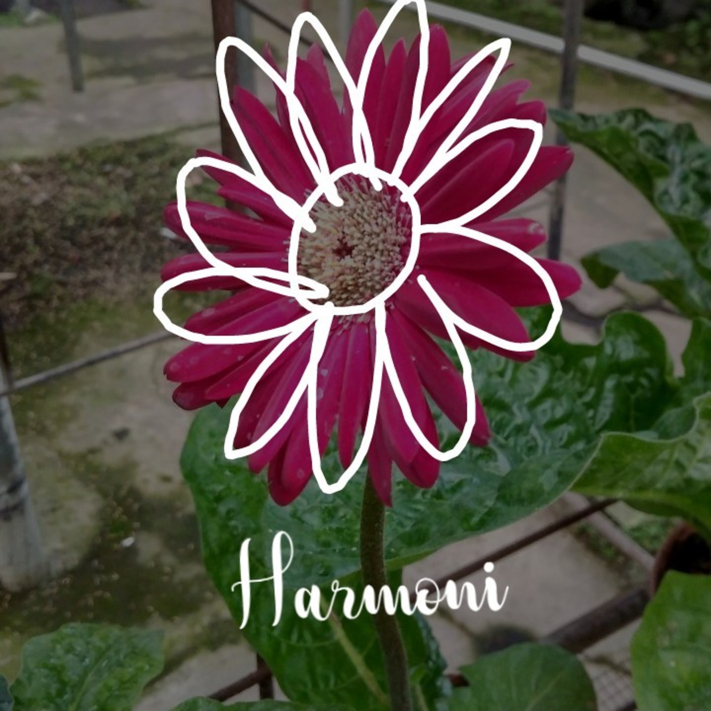 Aroma Renjana