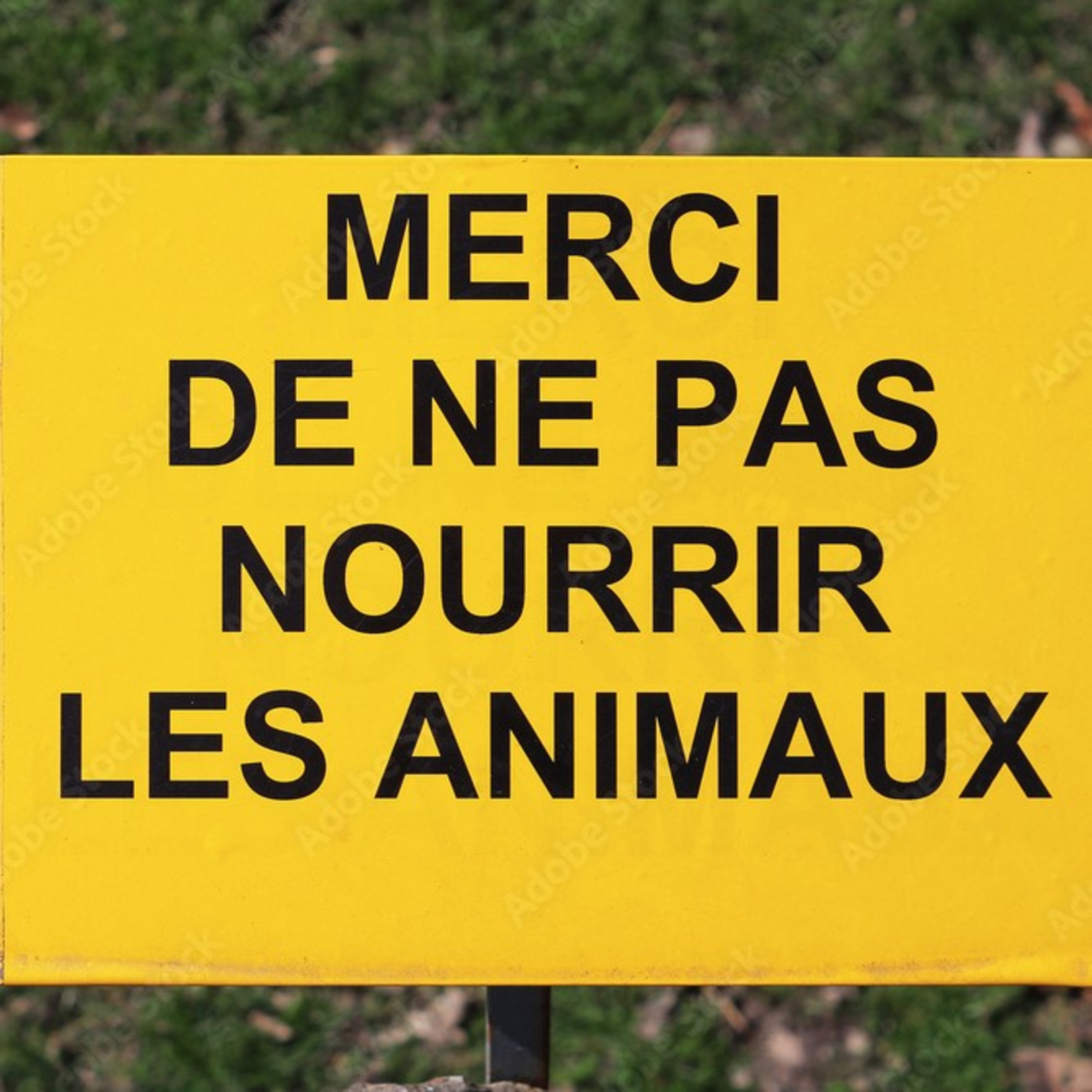  Comme au zoo episode artwork