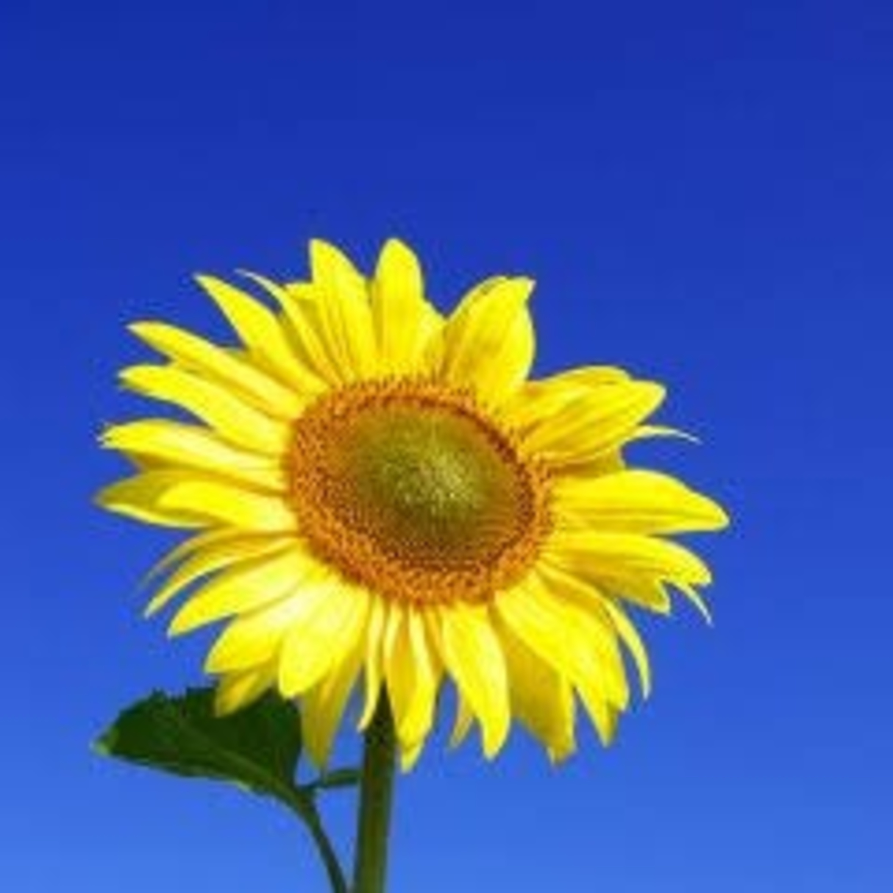 Leituras, Livros e Poemas by Ana Maria Castelo Branco