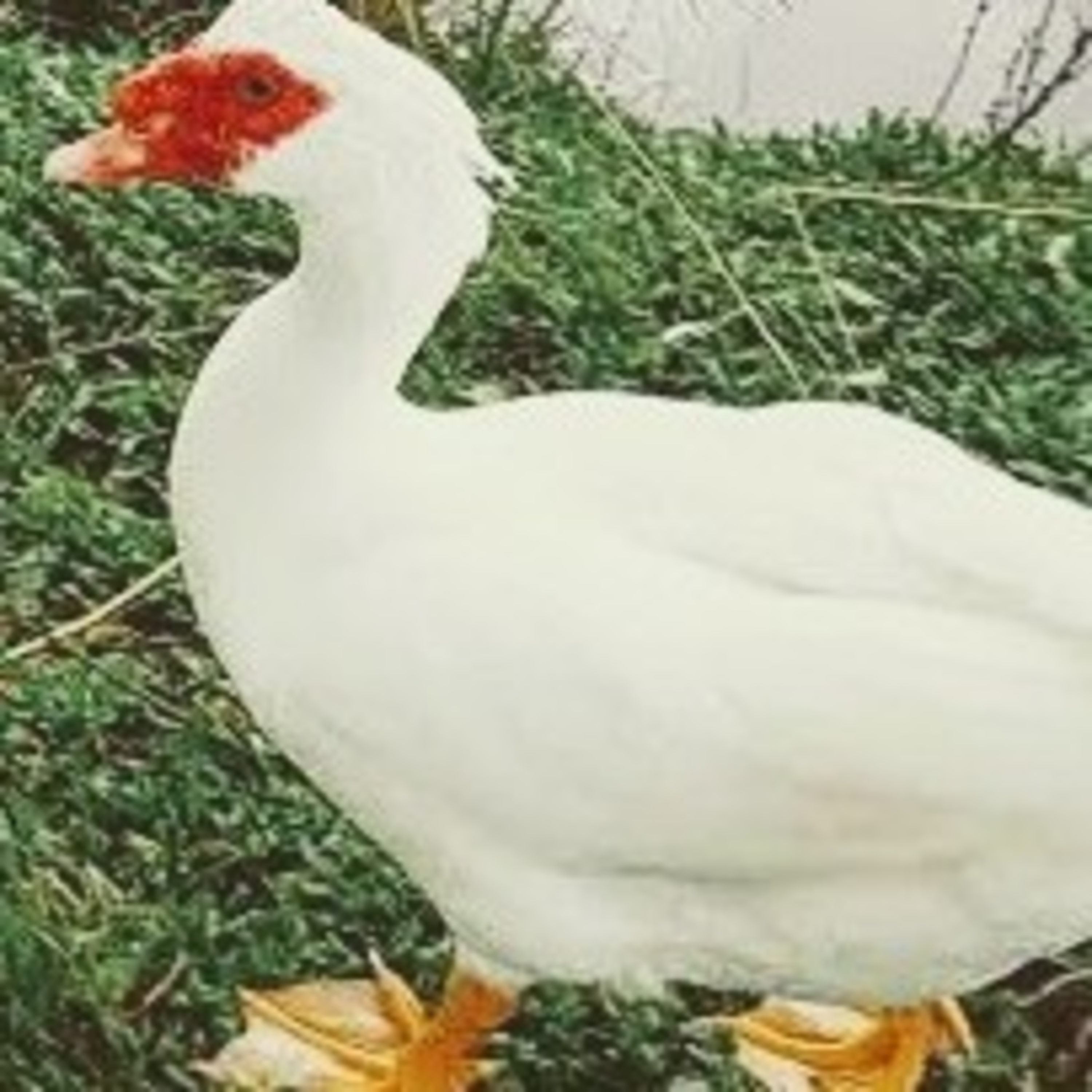 Leituras, Livros e Poemas by Ana Maria Castelo Branco