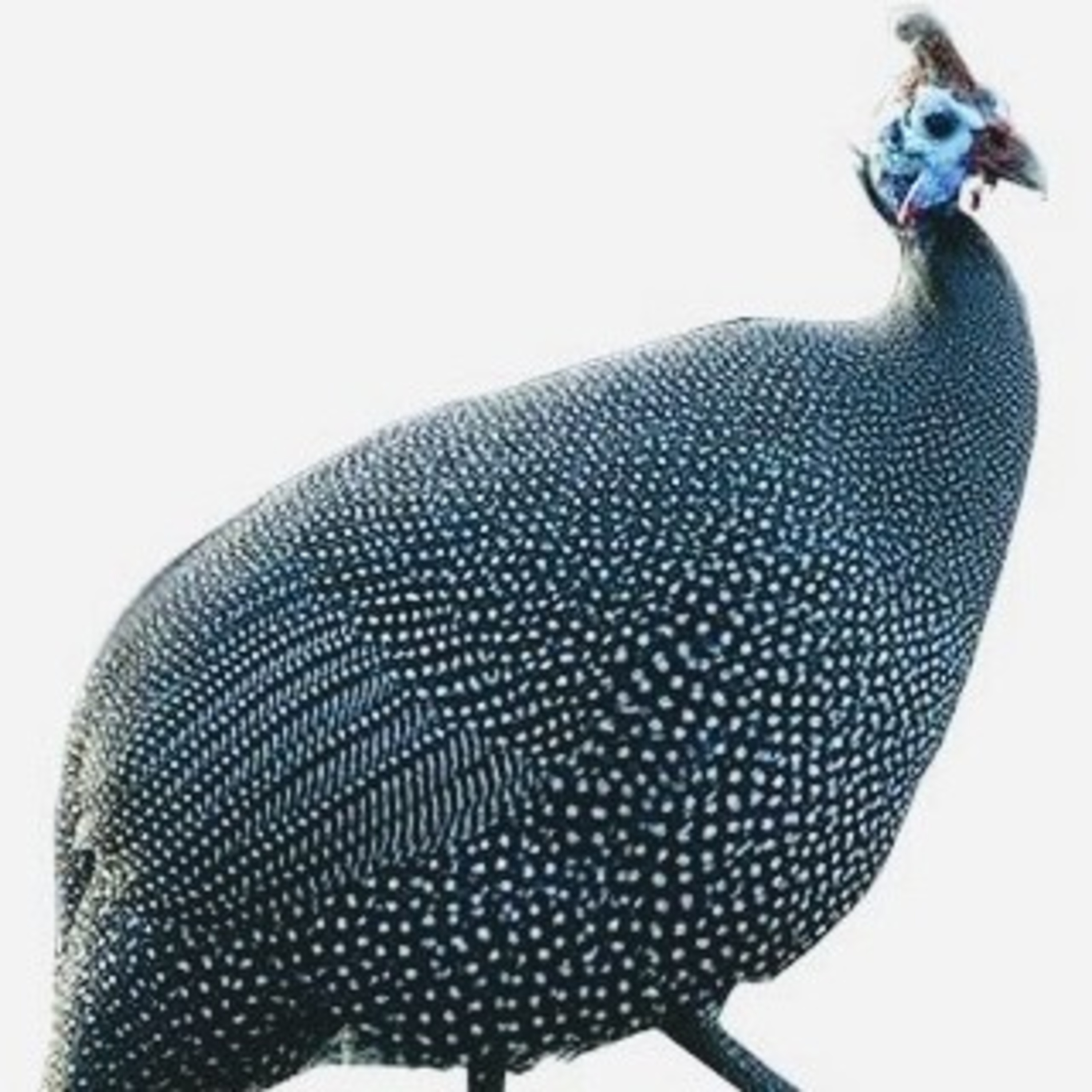 Leituras, Livros e Poemas by Ana Maria Castelo Branco