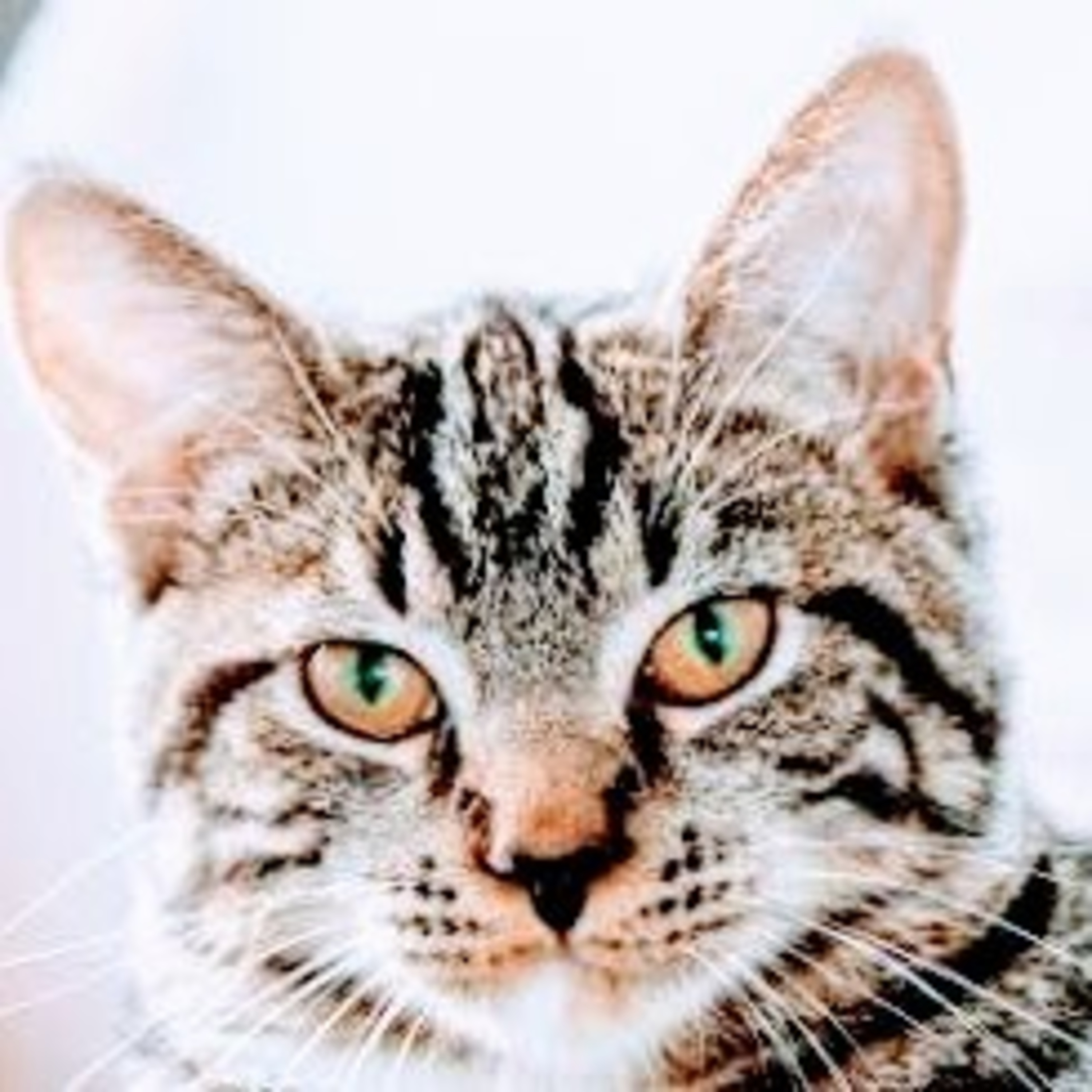 Leituras, Livros e Poemas by Ana Maria Castelo Branco