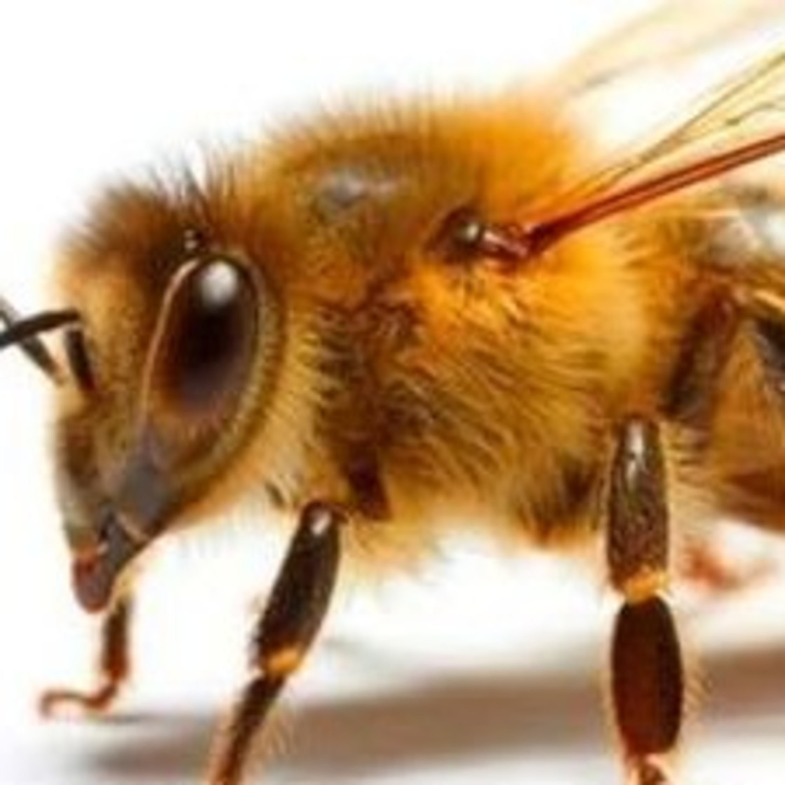 Leituras, Livros e Poemas by Ana Maria Castelo Branco