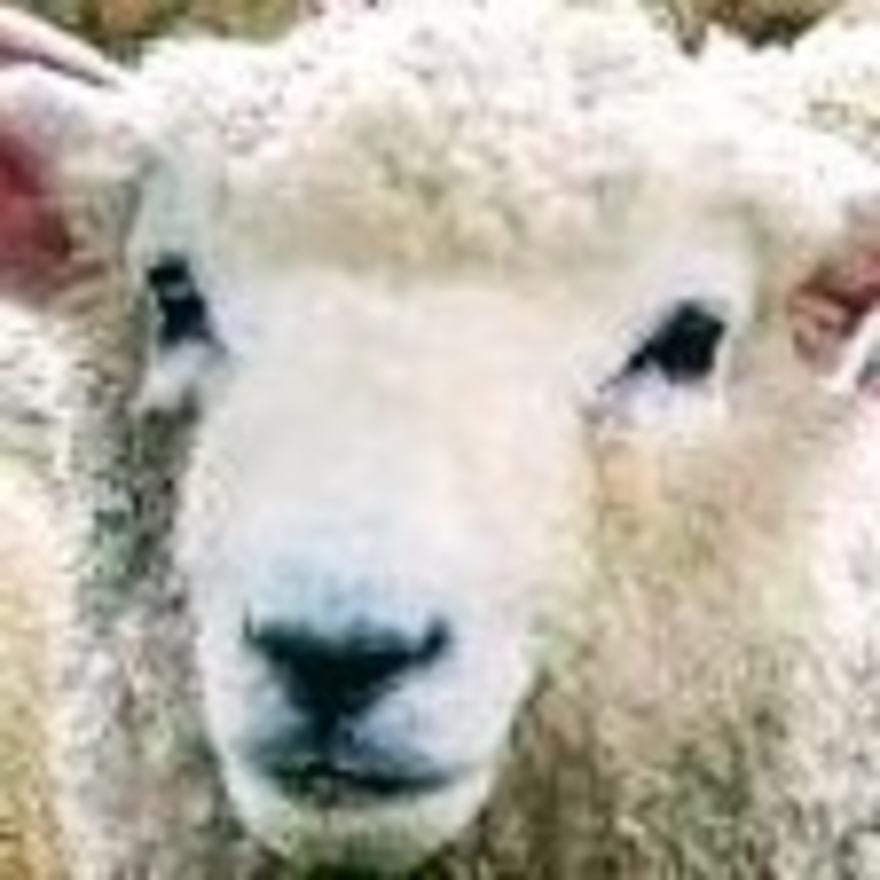 Leituras, Livros e Poemas by Ana Maria Castelo Branco