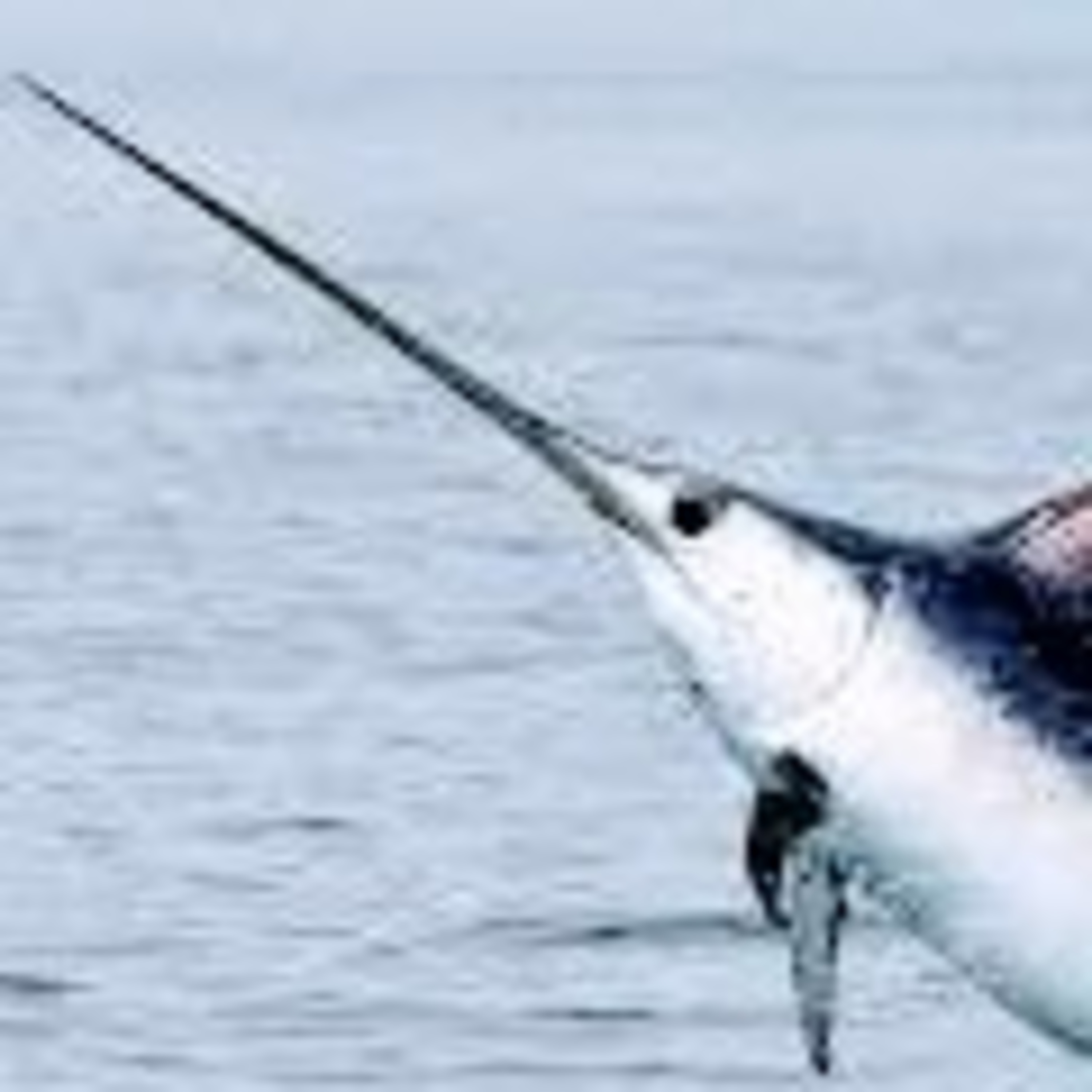 Leituras, Livros e Poemas by Ana Maria Castelo Branco