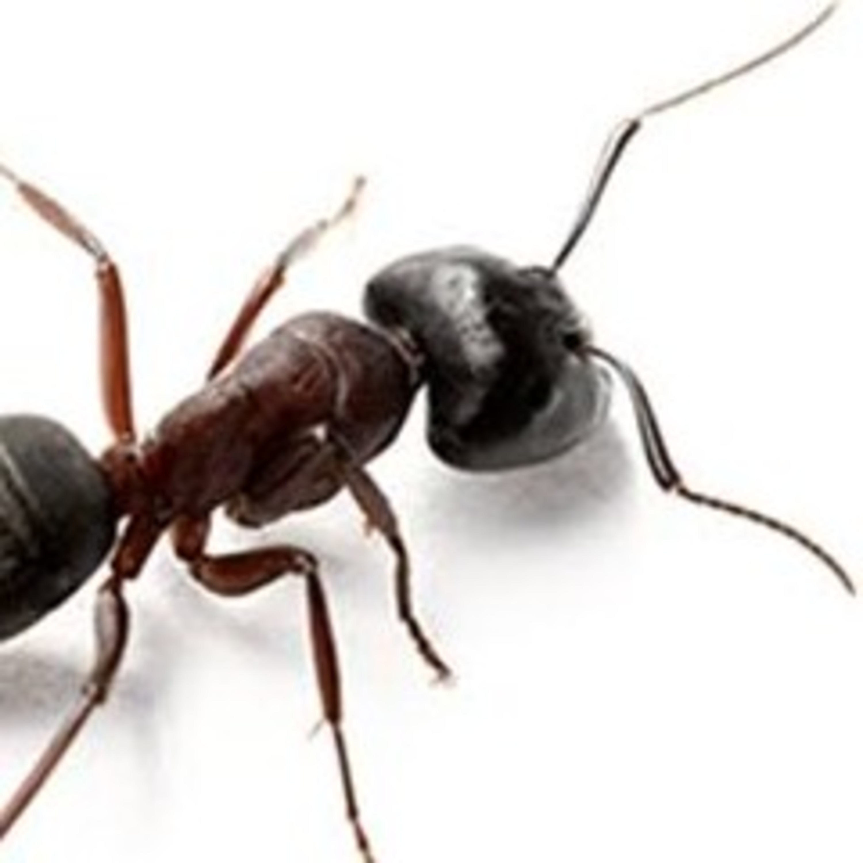 Leituras, Livros e Poemas by Ana Maria Castelo Branco