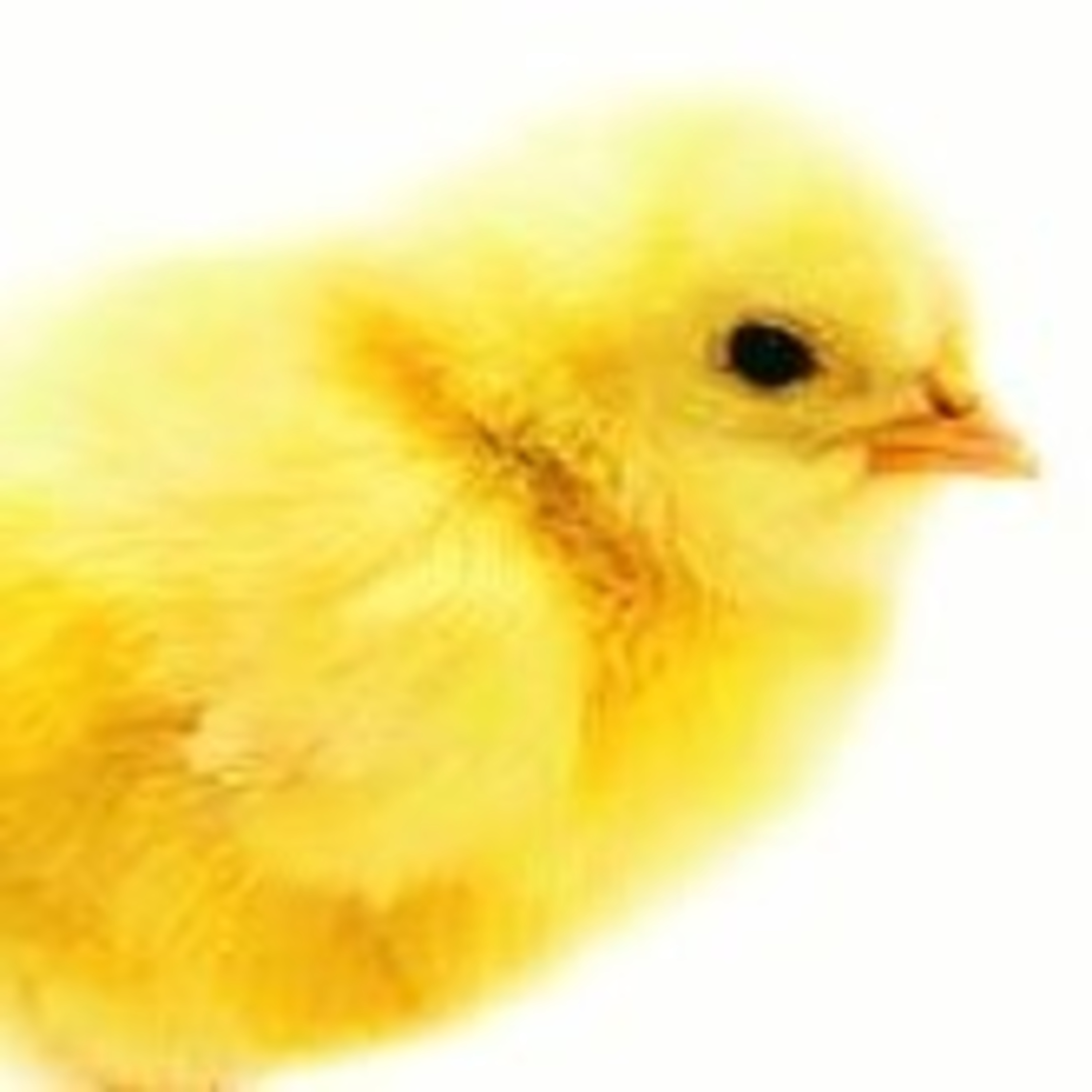 Leituras, Livros e Poemas by Ana Maria Castelo Branco