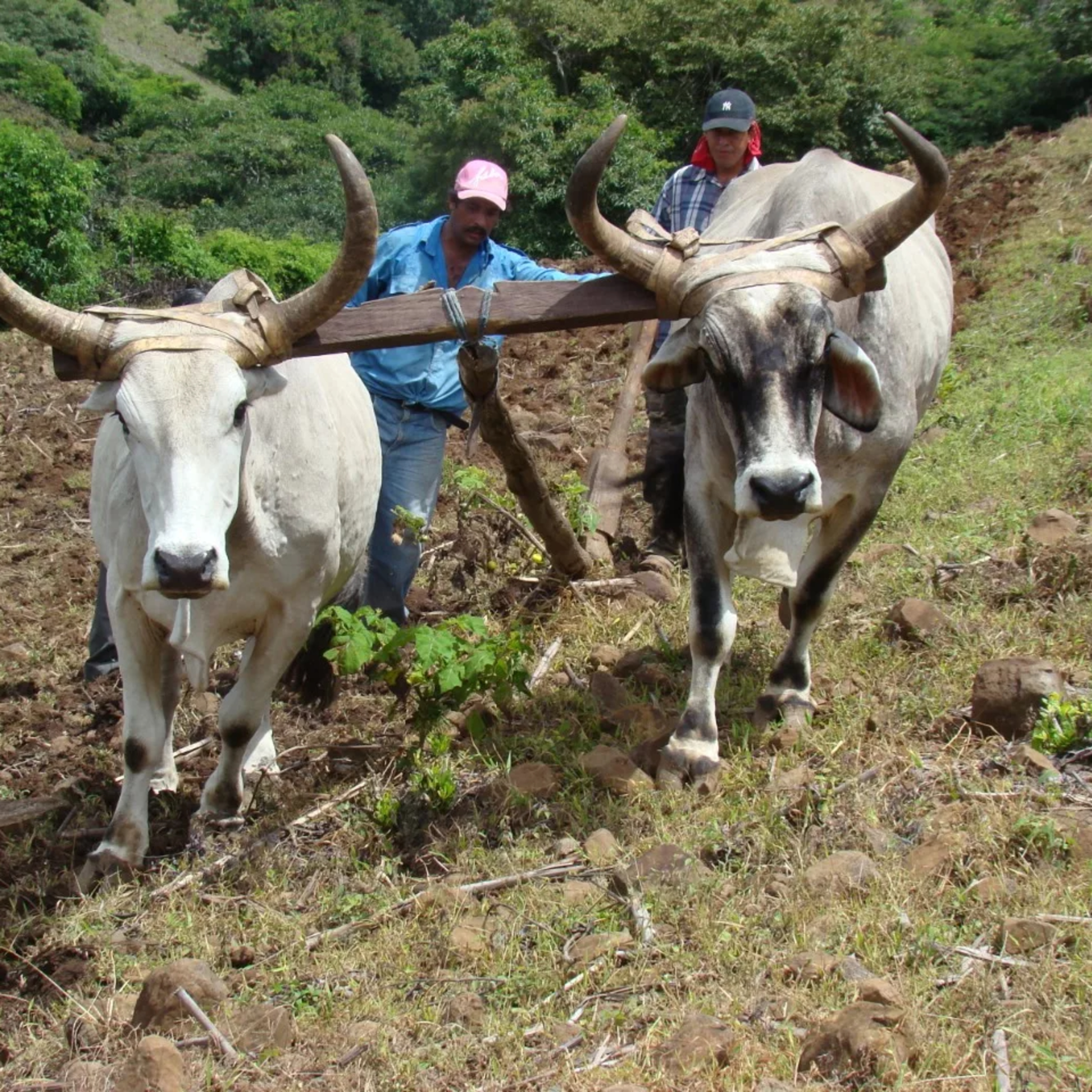 Nicaragua Empresaria Radio