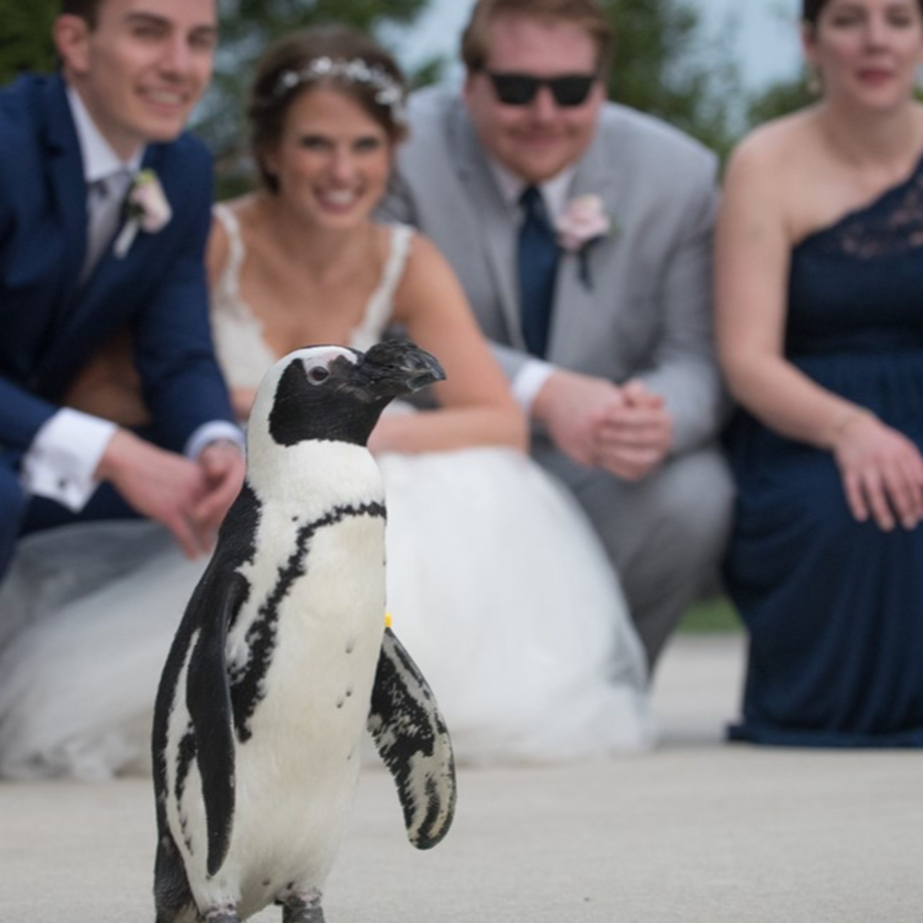 Episode 062: Unforgettable Weddings- The Columbus Zoo Venues episode artwork