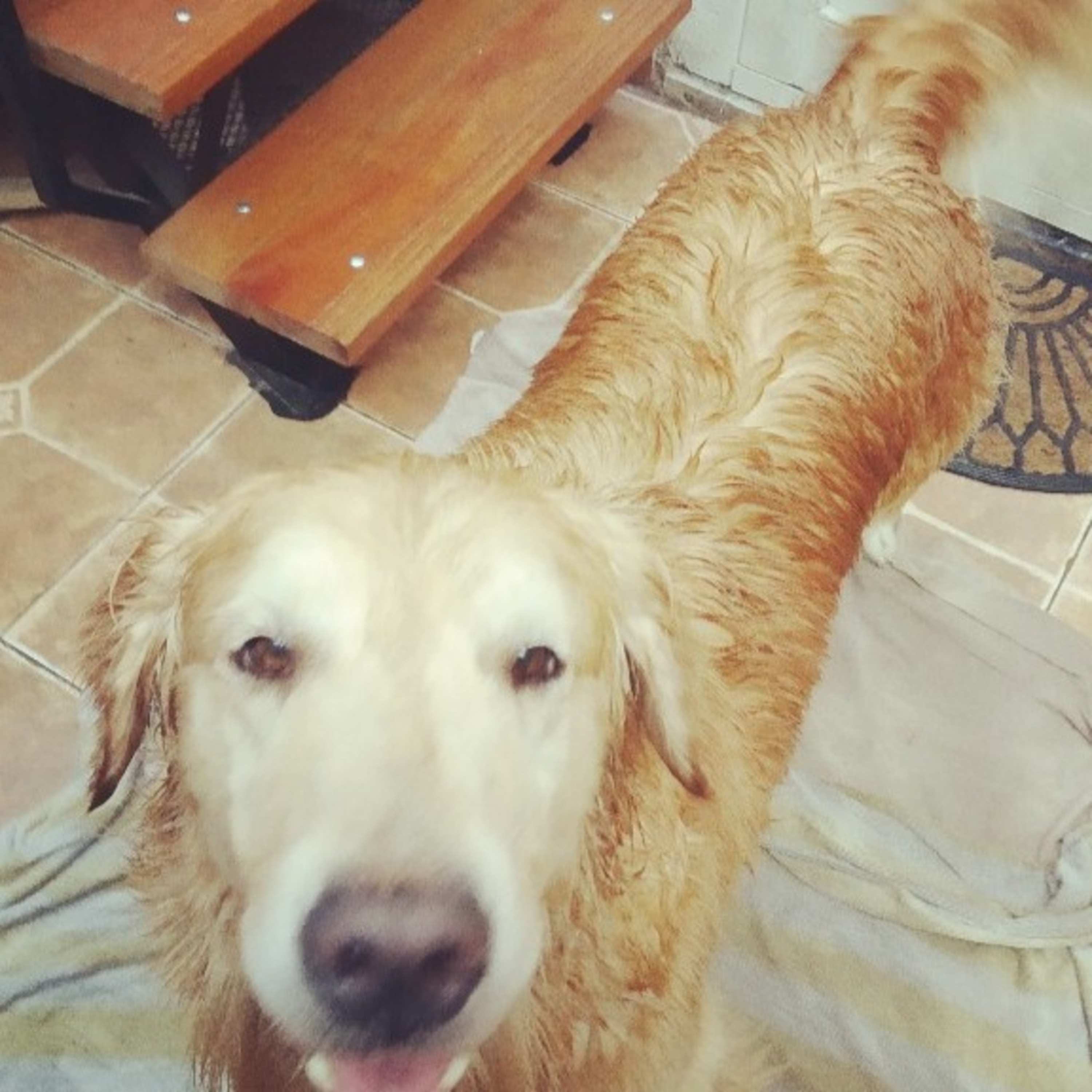 Día de perro