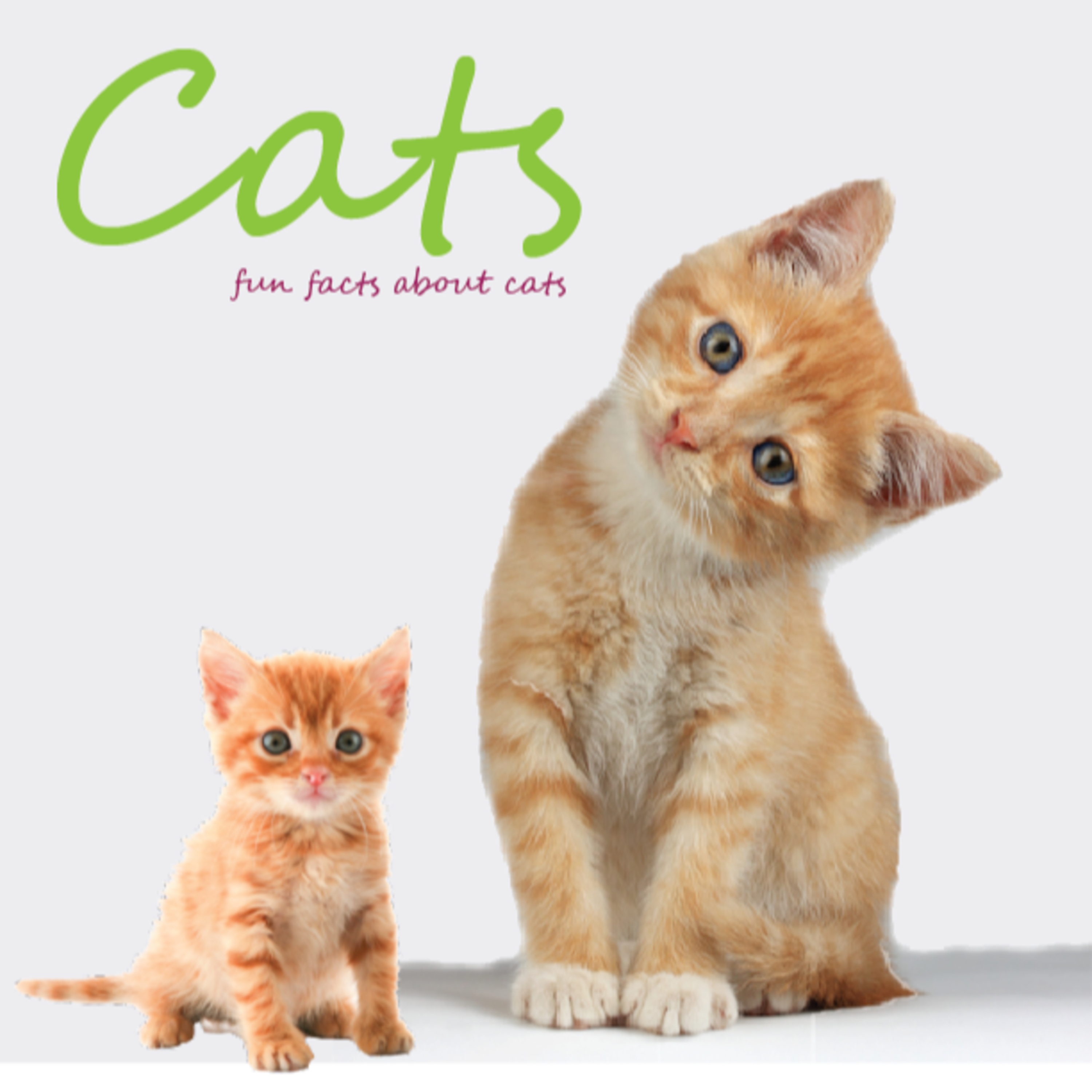 Cats  episode artwork