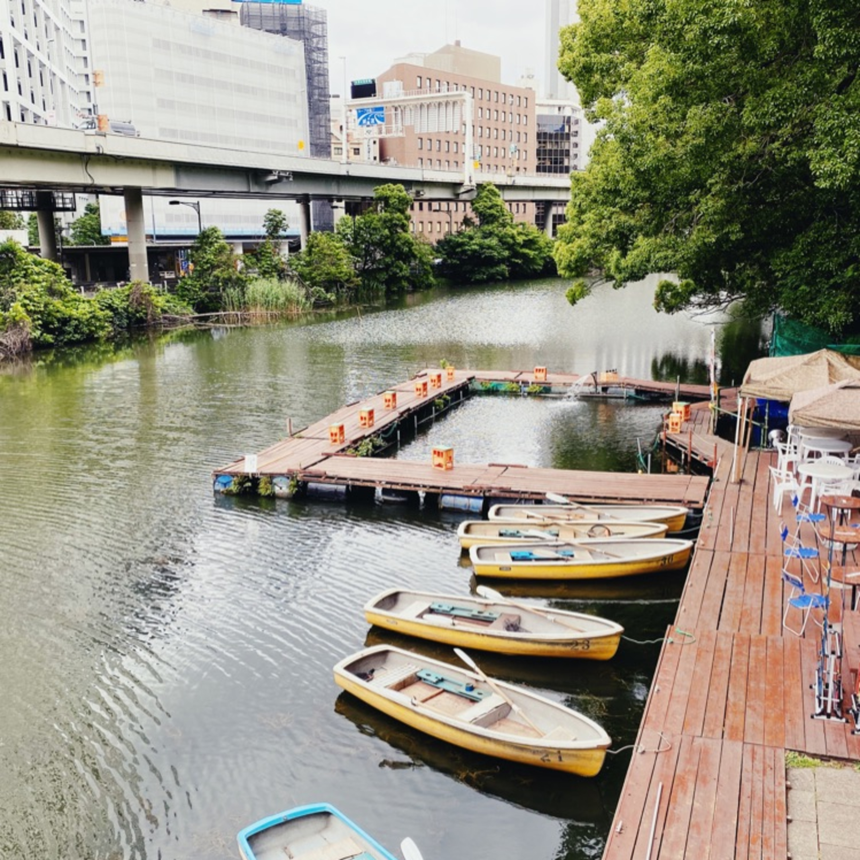 久しぶりに弁慶堀に遊びに行ってきたよ