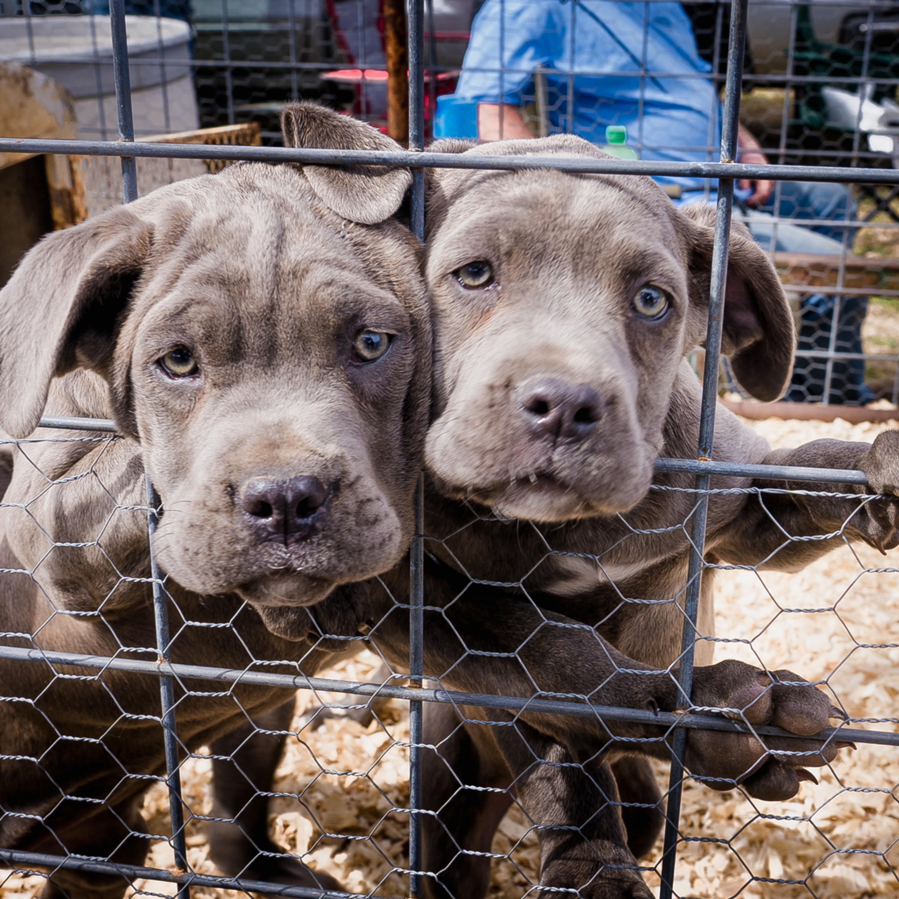 Who Will Let the Dogs Out