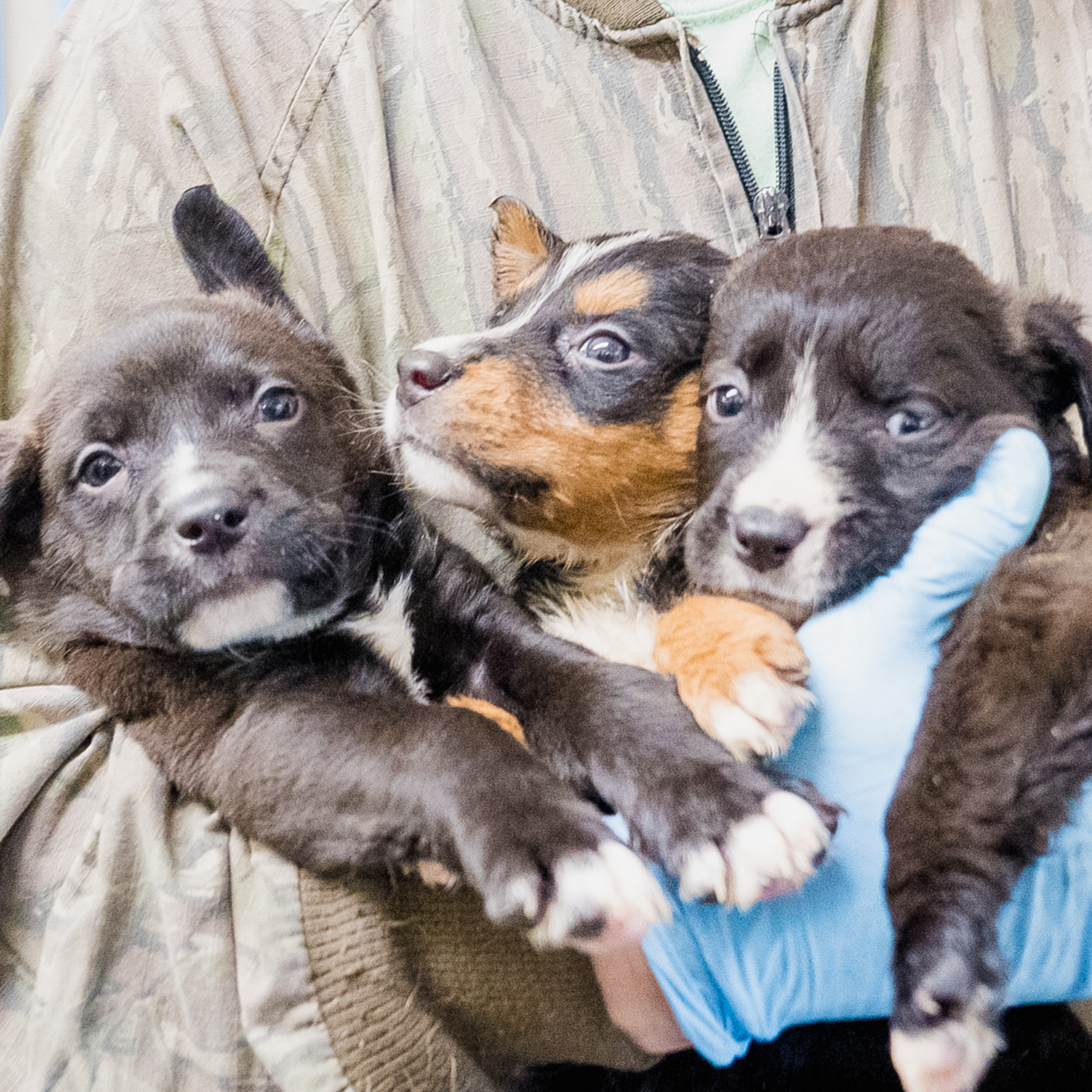 Who Will Let the Dogs Out