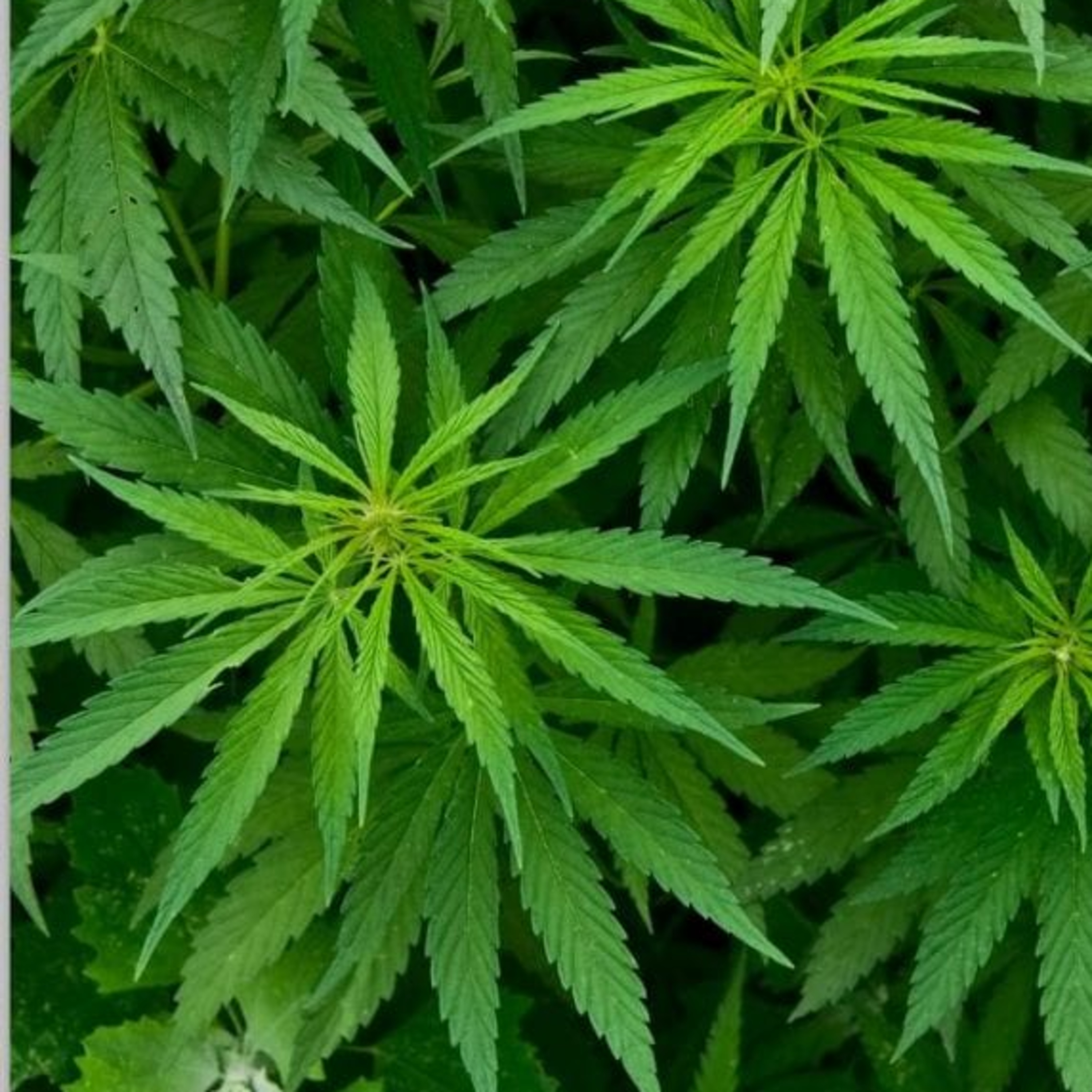 Science & Nature: Weed!!! episode artwork