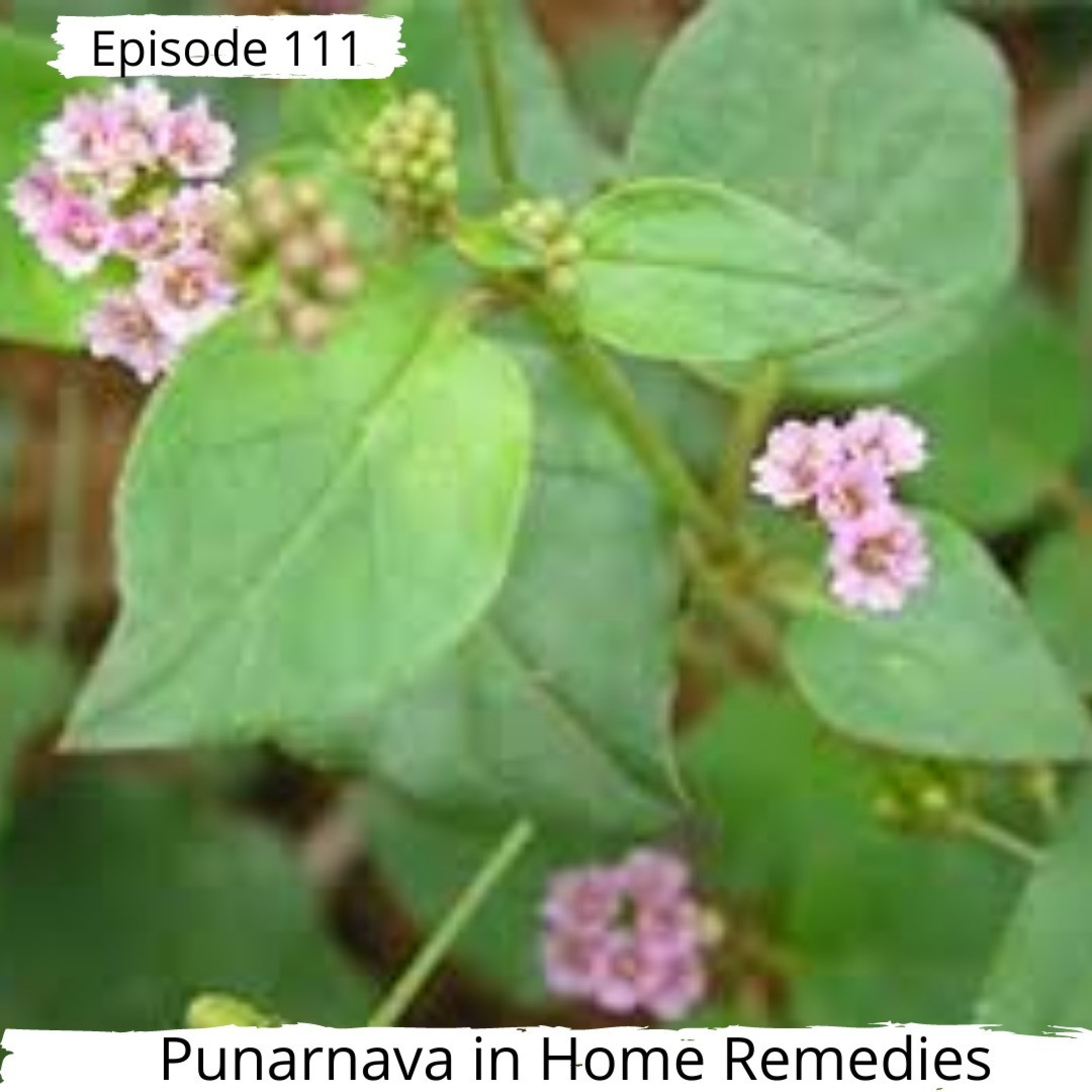 Ayurveda