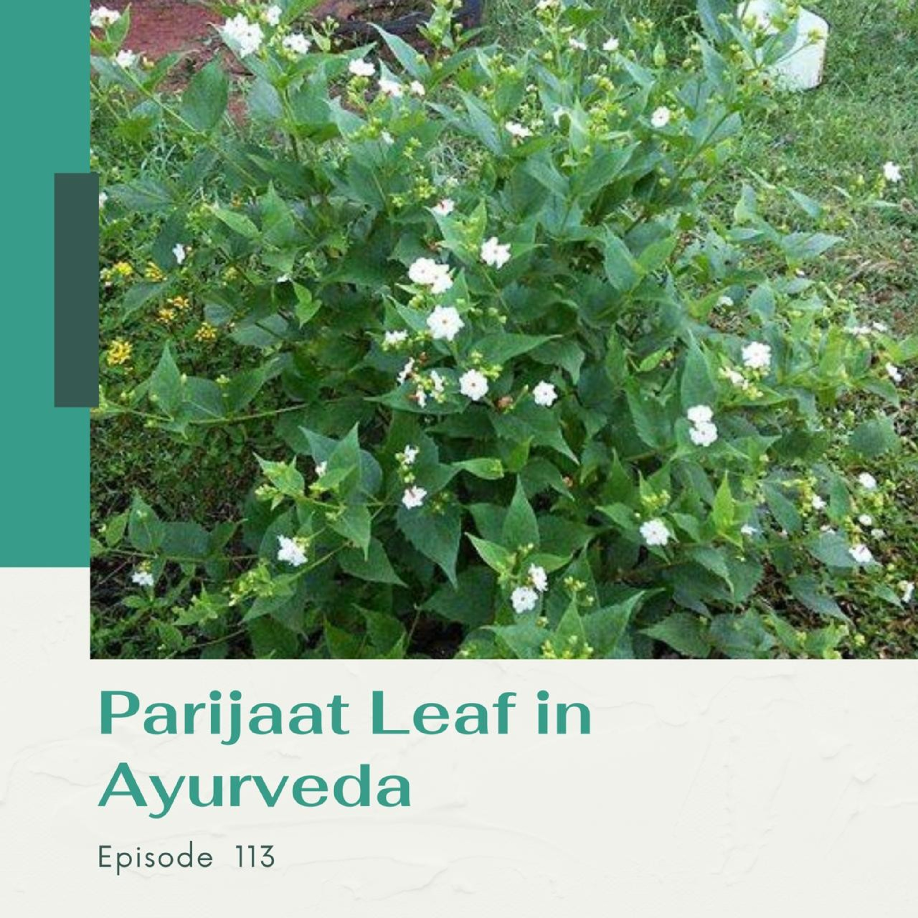 Ayurveda