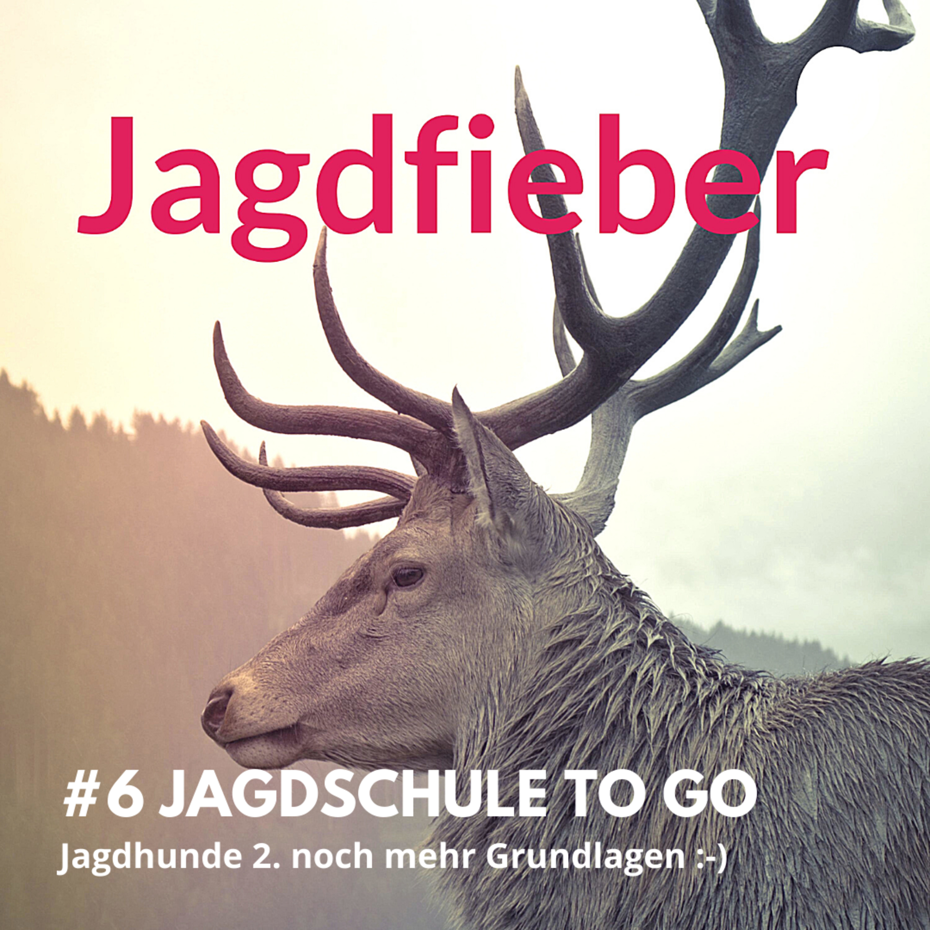 #6 Jagdschule to go Hundewesen Teil 2 #Jagdhunde #jagdfieberpodcast #jungjäger #jagdpodcast #jagdschuletogo episode artwork