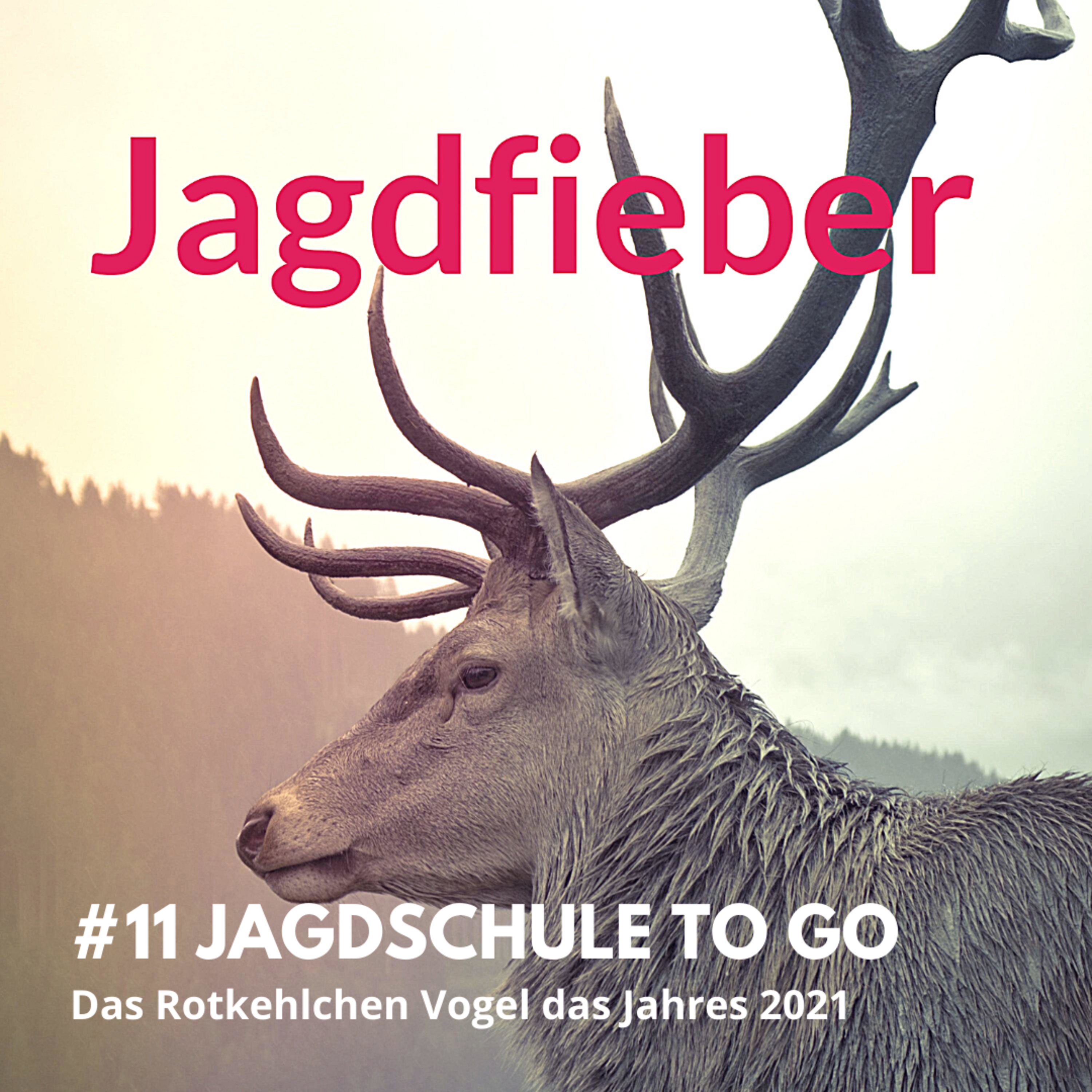 #11 Jagdschule to go "Das Rotkehlchen" #jagdfieberpodcast #jagdschuletogo #rotkehlchen #vogeldesjahres #jungjäger #jagen #sachsenjägerin episode artwork