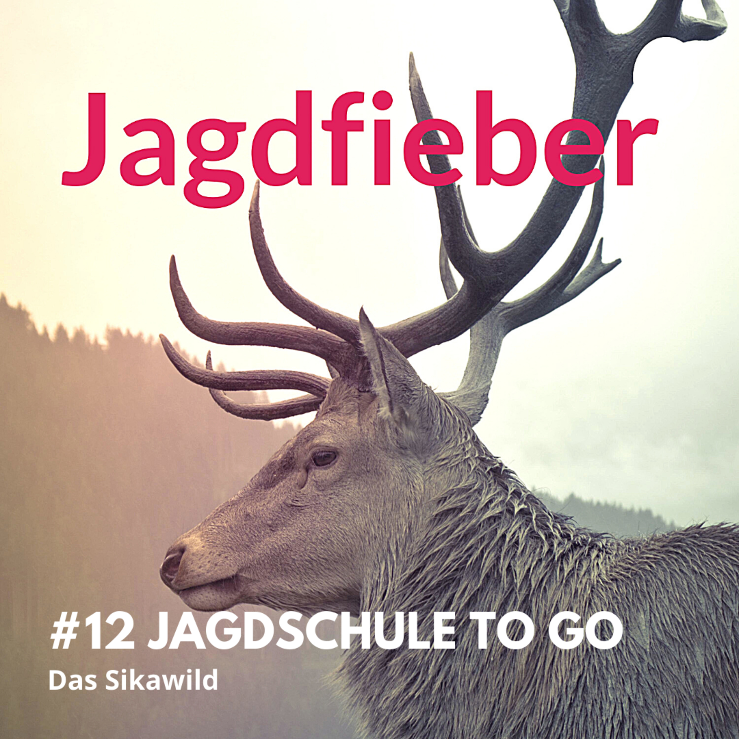 #12 Jagdschule to go Sikawild #jagdfieberpodcast #jagschule #jungjäger #sikawild #jungjäger #jagen #jagdpodcast #sachsenjägerin episode artwork