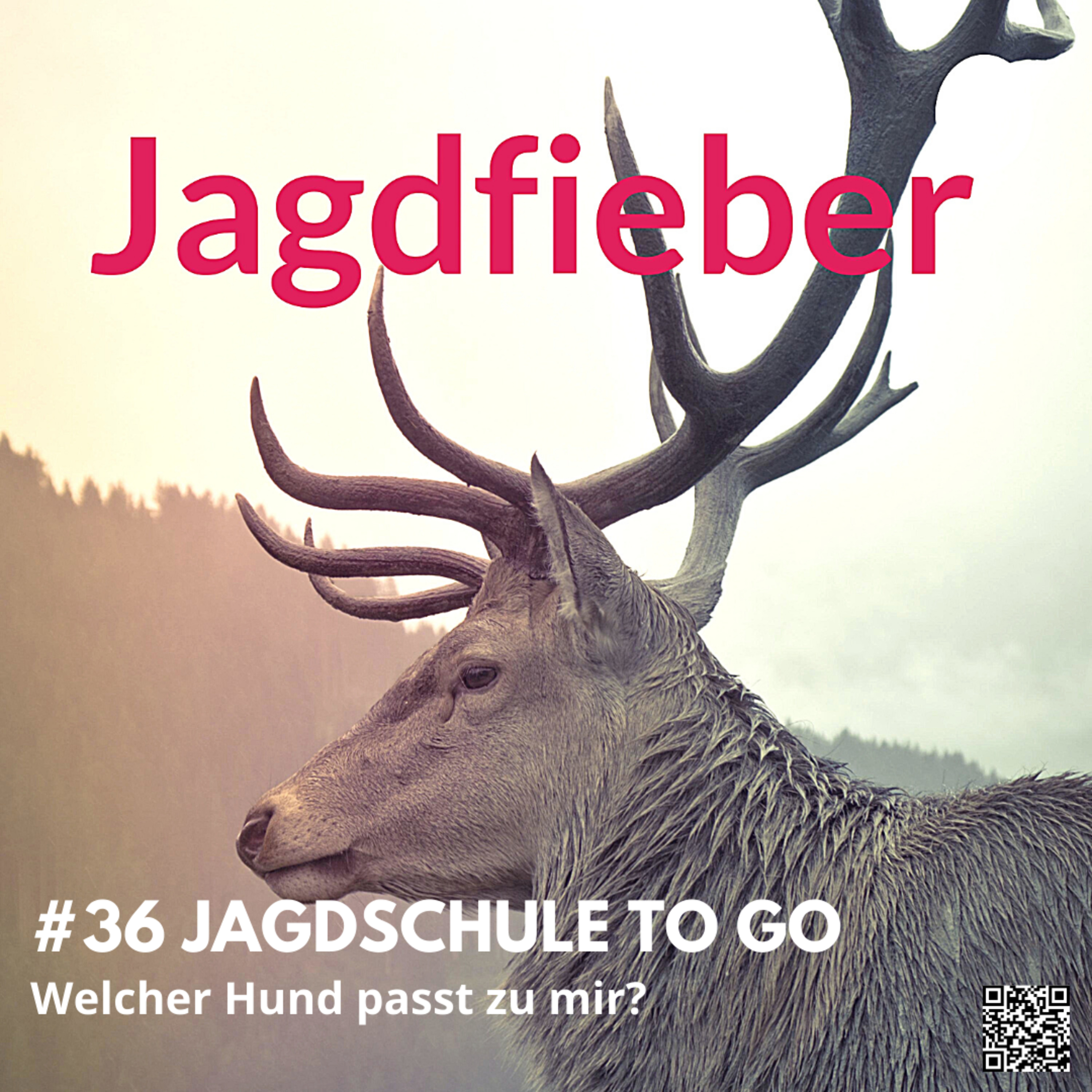 #36 Jagdschule to go Welcher Hund passt zu mir #Jagdfieber #jagdpodcast #jagdschule #sachsenjägerin #jagdfieberpodcast #jagdhunde # jagdschuletogo  episode artwork