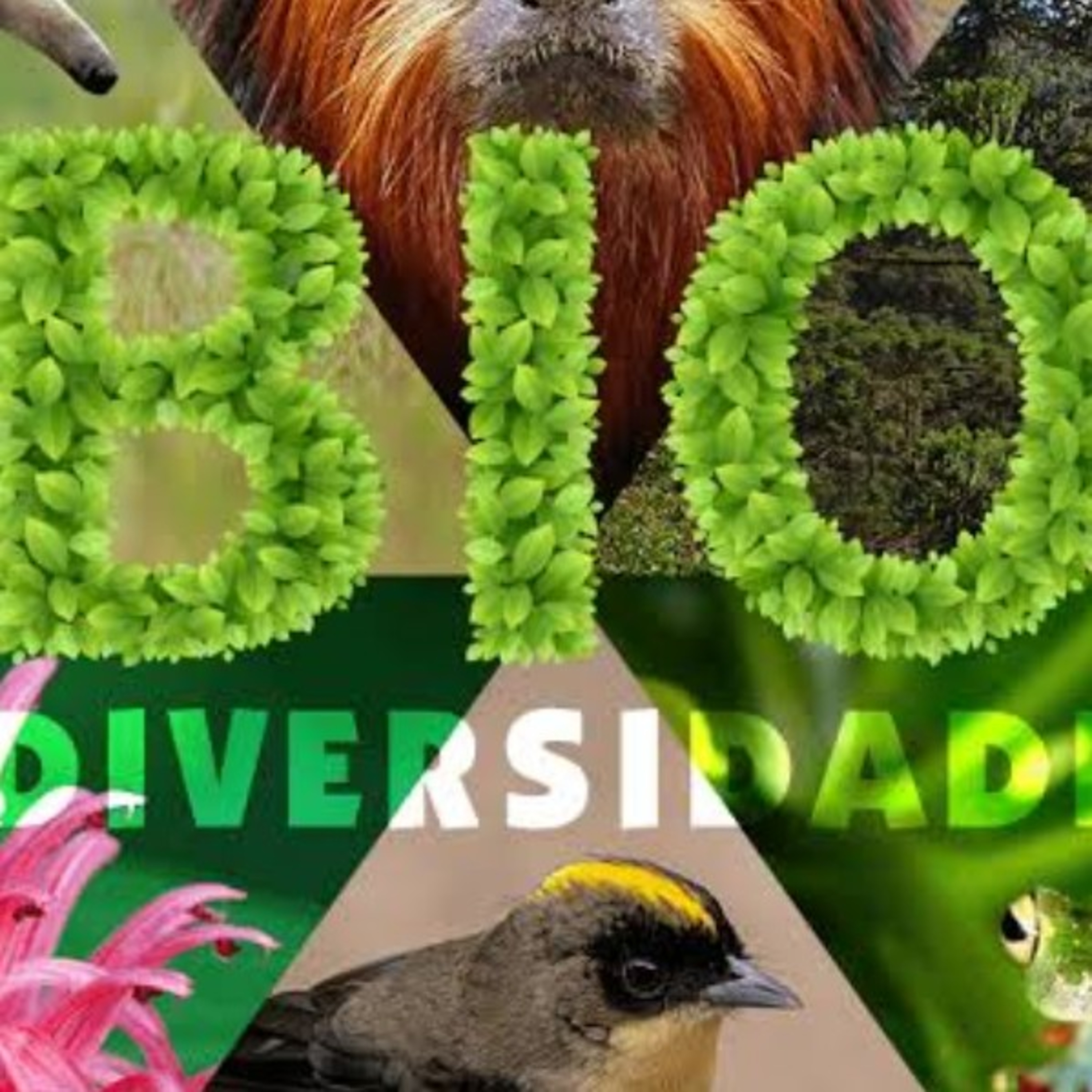 Biodiversidade e vírus  episode artwork