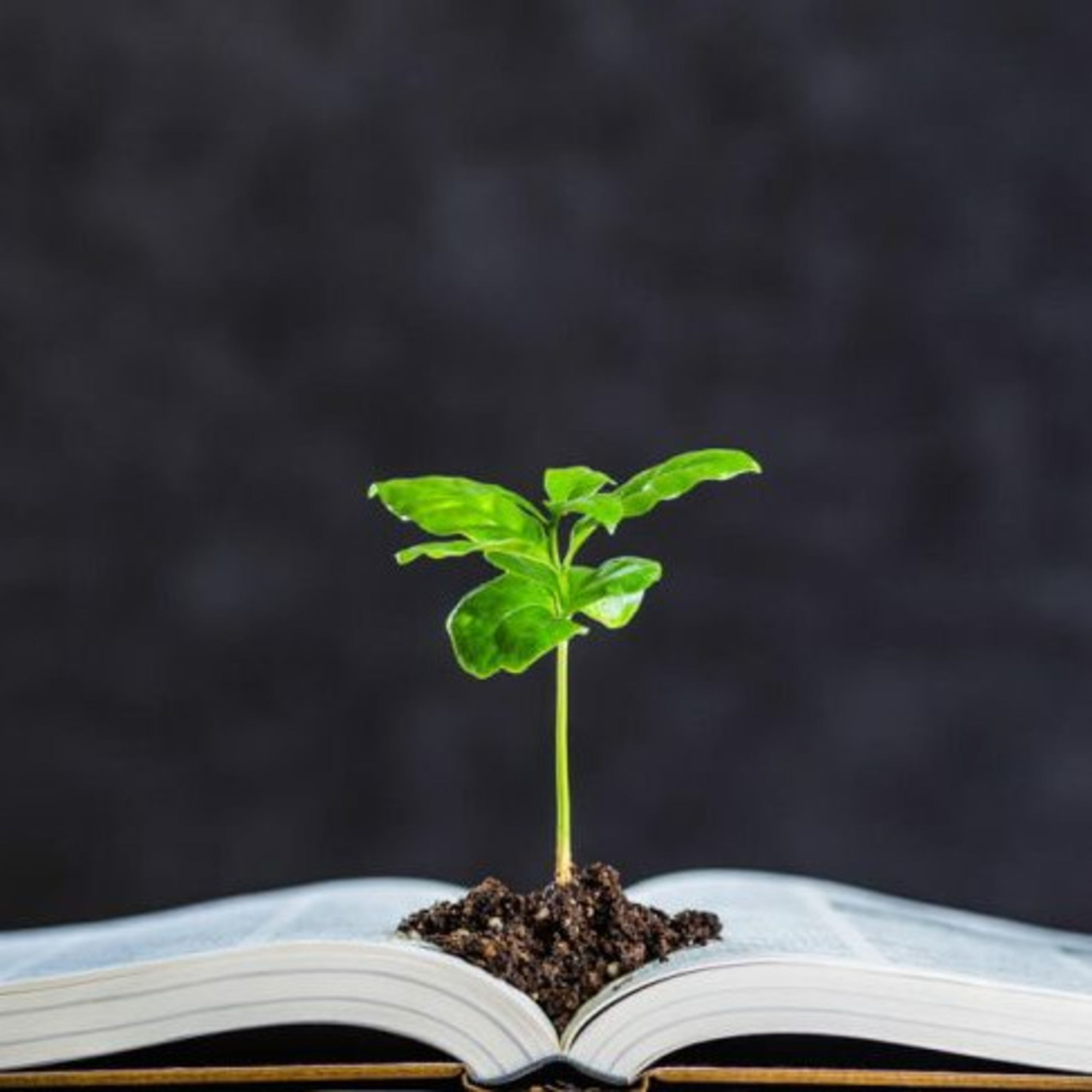 MEIO AMBIENTE - EDUCAÇÃO AMBIENTAL
