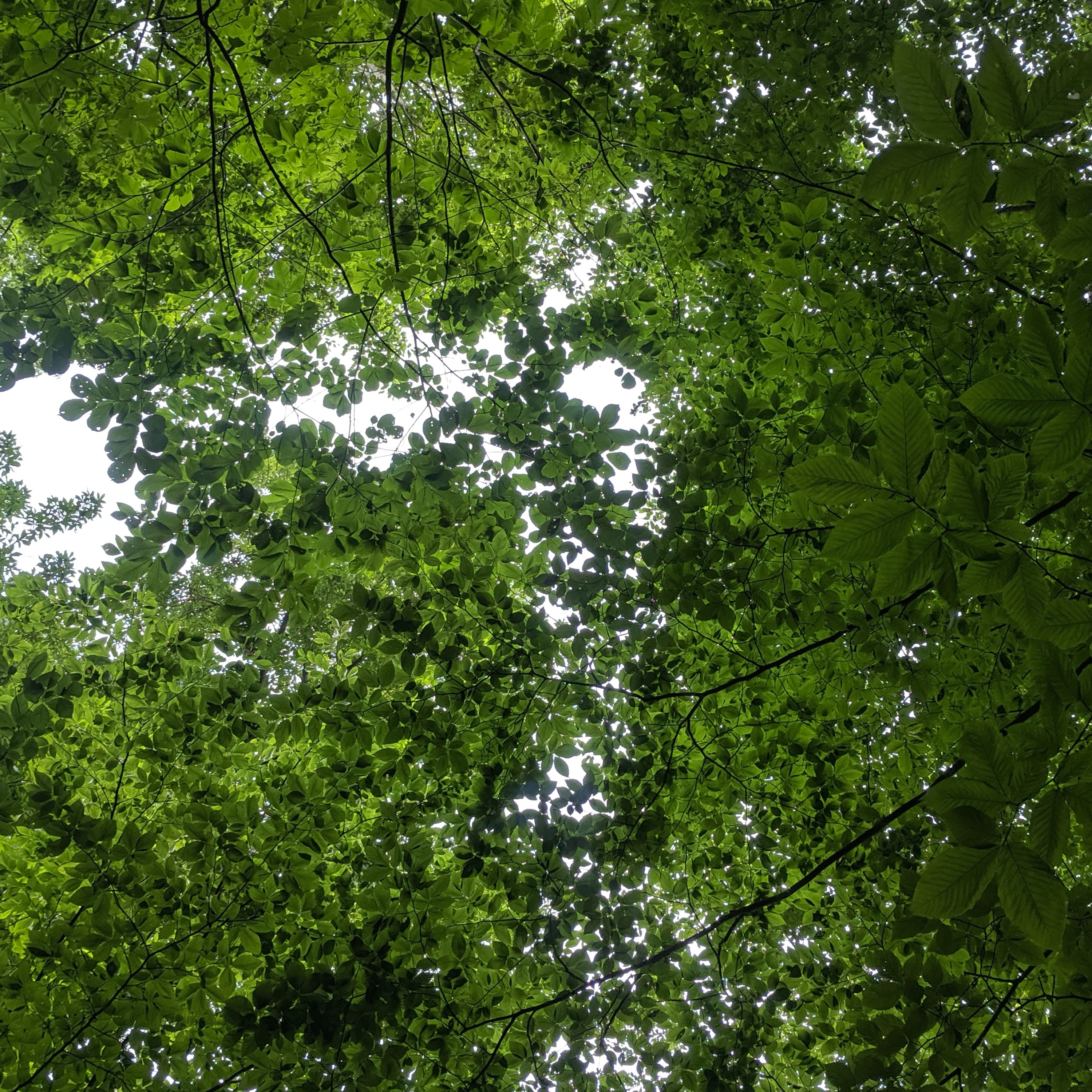 First Drafts With Liz