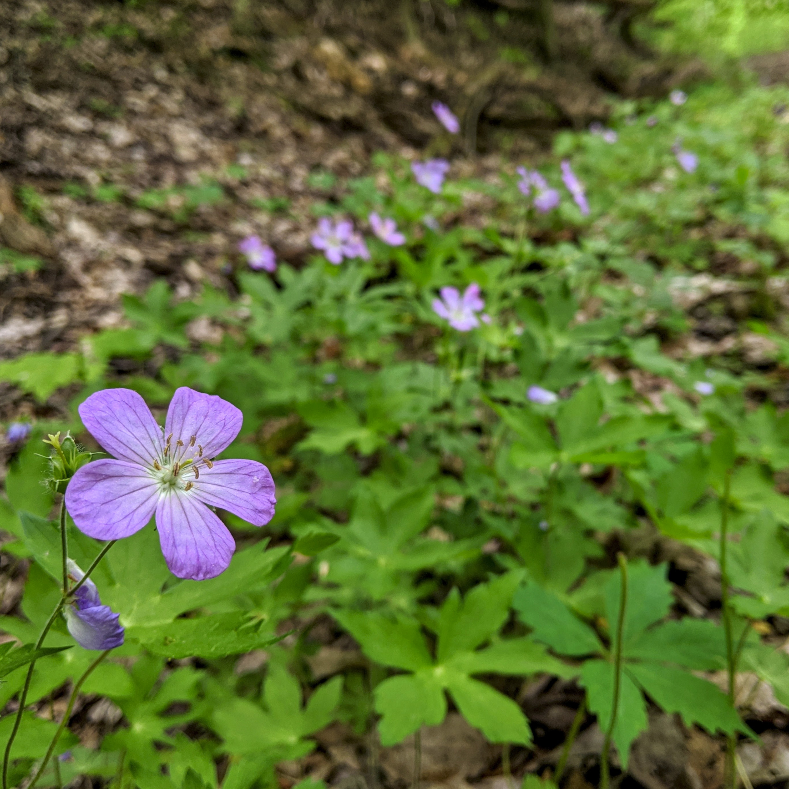 First Drafts With Liz