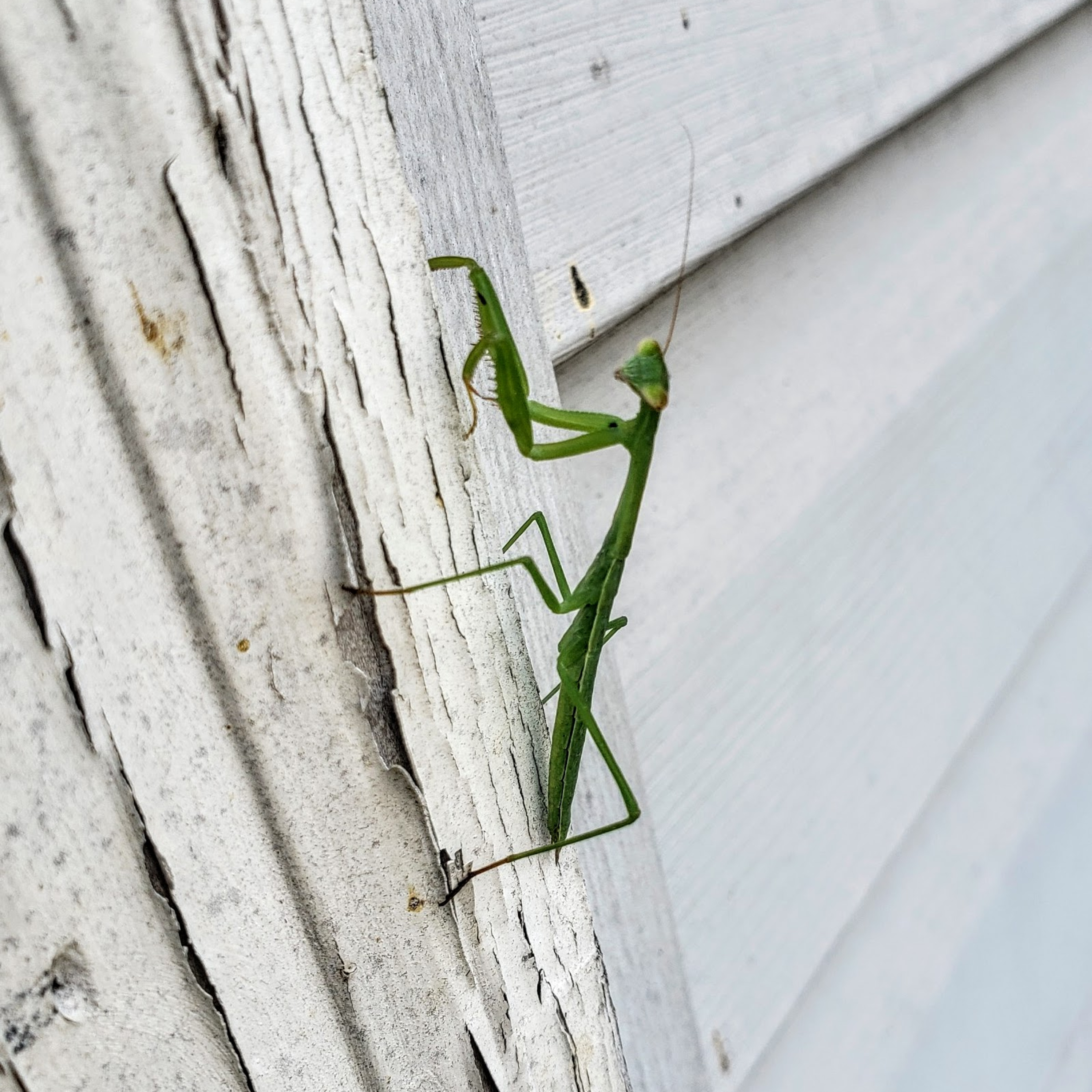 First Drafts With Liz