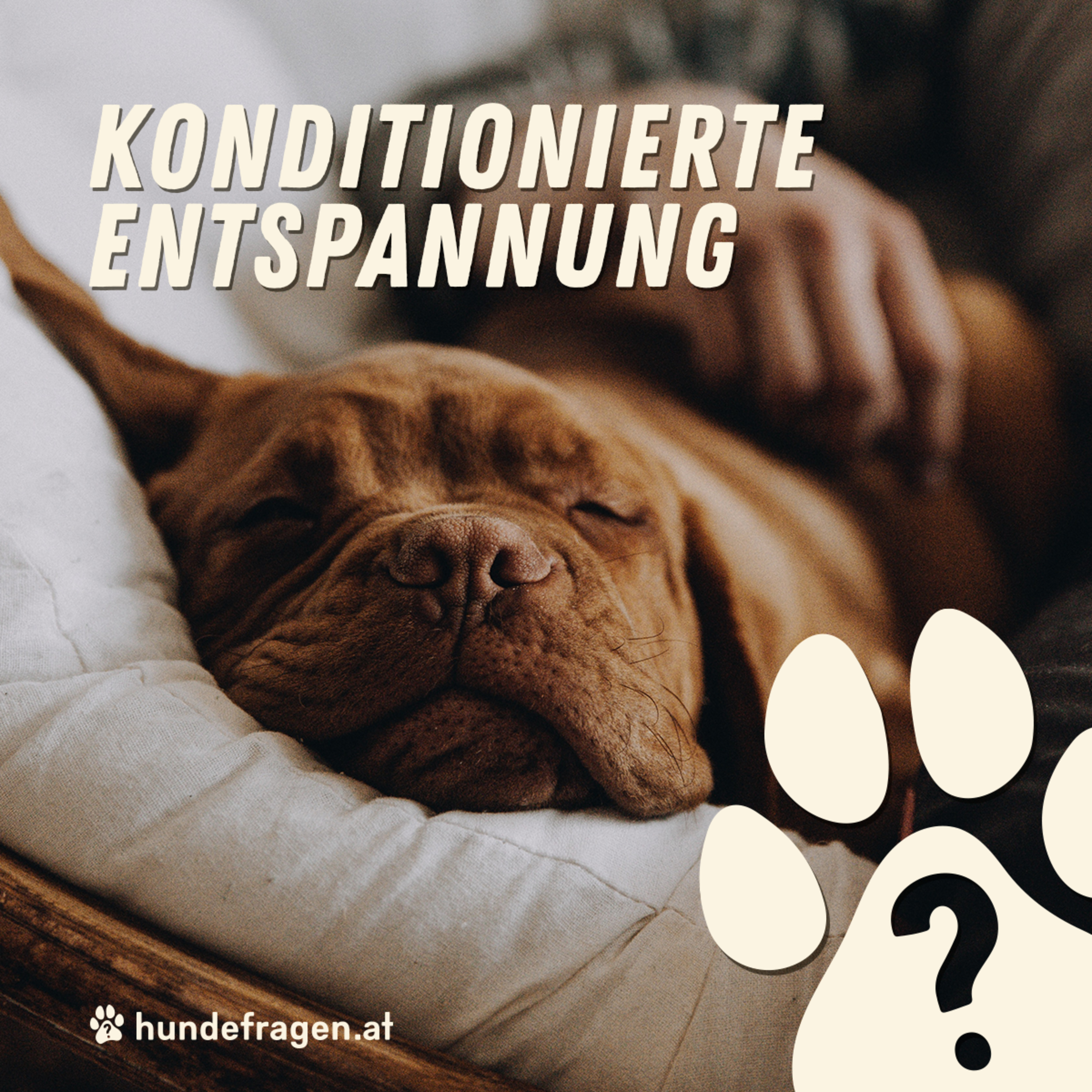 hundefragen Pawdcast | Der Pawdcast für alle Fragen rund um den Hund & Hundeerziehung