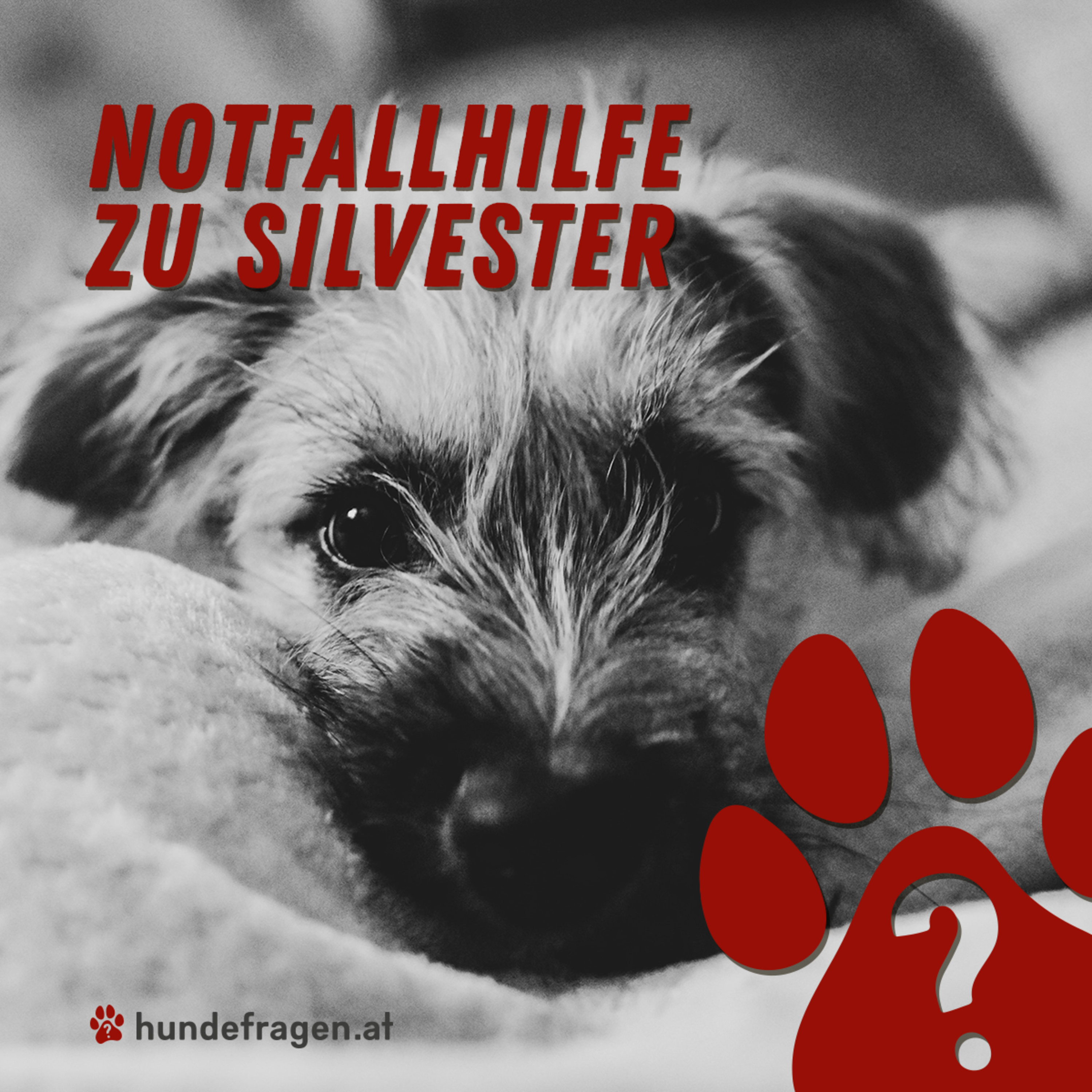 hundefragen Pawdcast | Der Pawdcast für alle Fragen rund um den Hund & Hundeerziehung