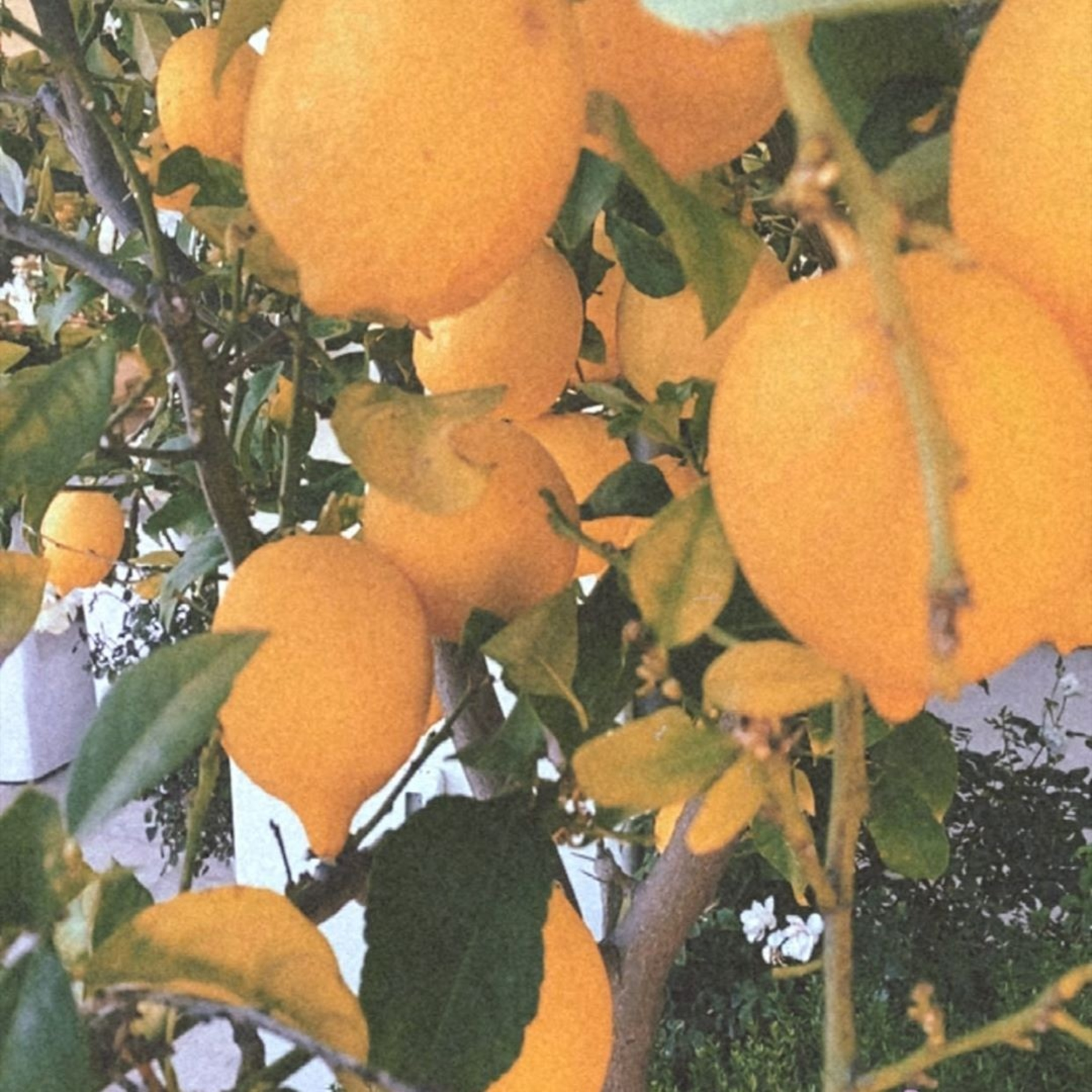 Fleurtata
