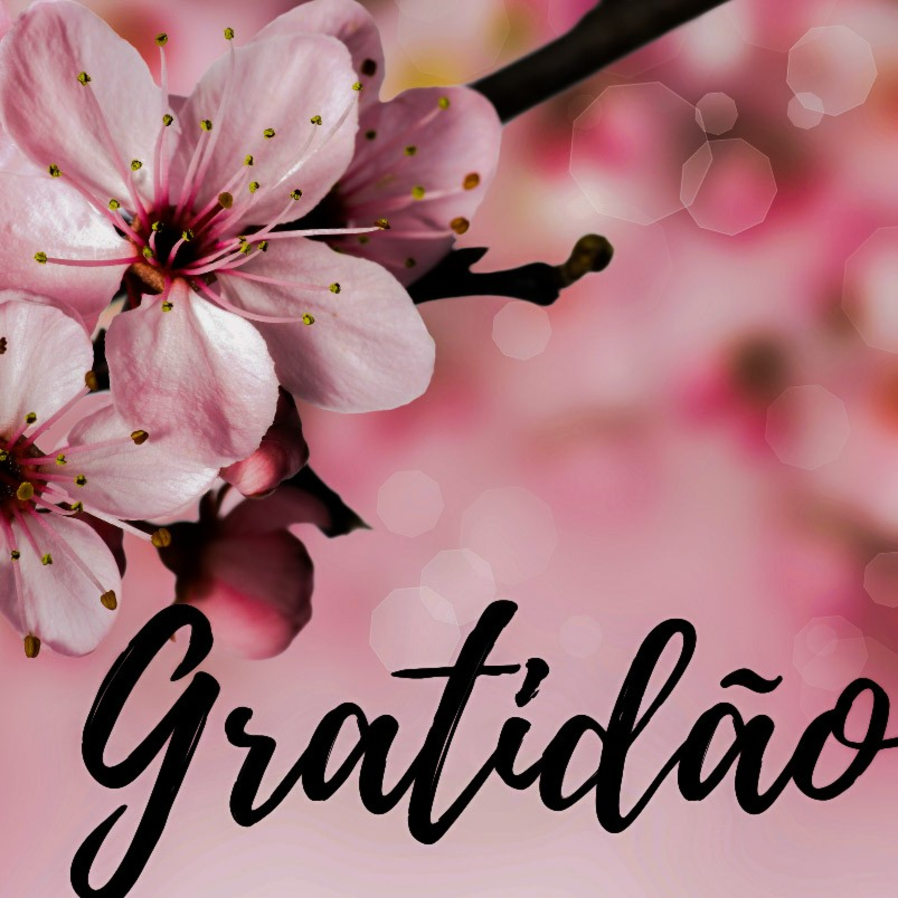 Gratidão episode artwork