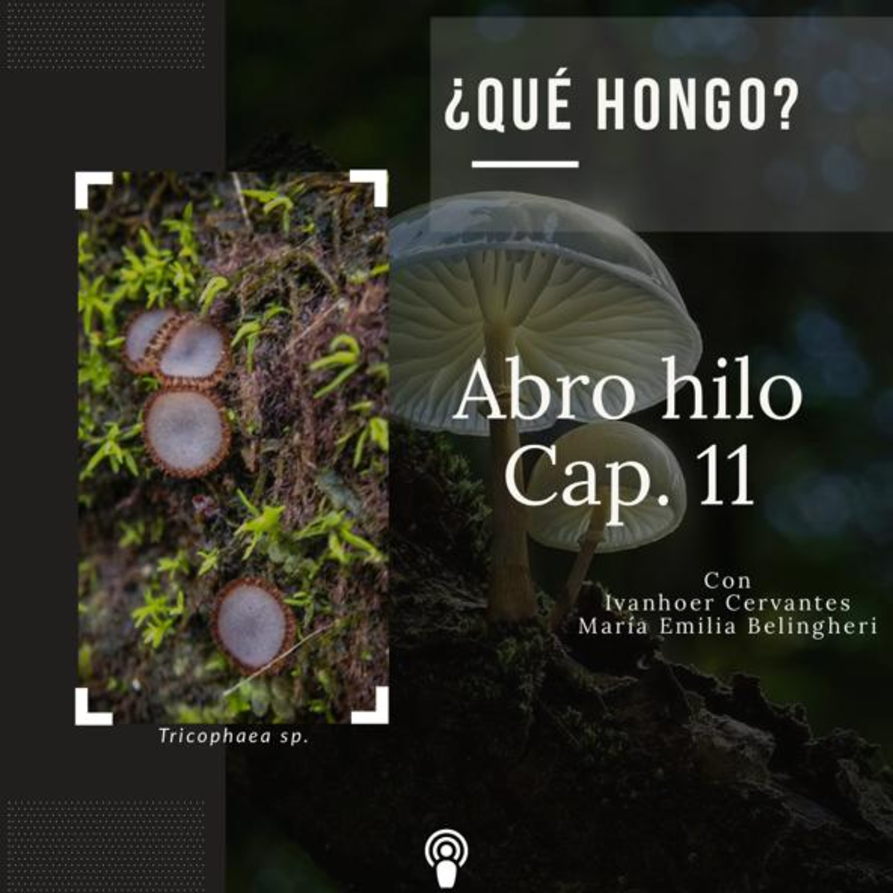 Abro hilo
